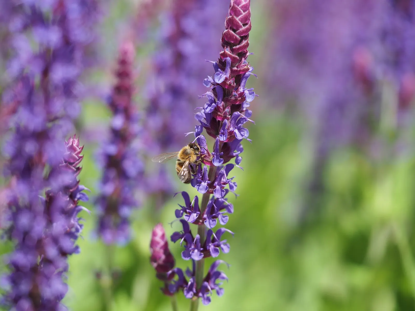 Black Or Honey Sage (Salvia Mellifera) — Black Sage reaches heights of 2 to 3 feet and spreads outwards to a width of 4 to 6 feet