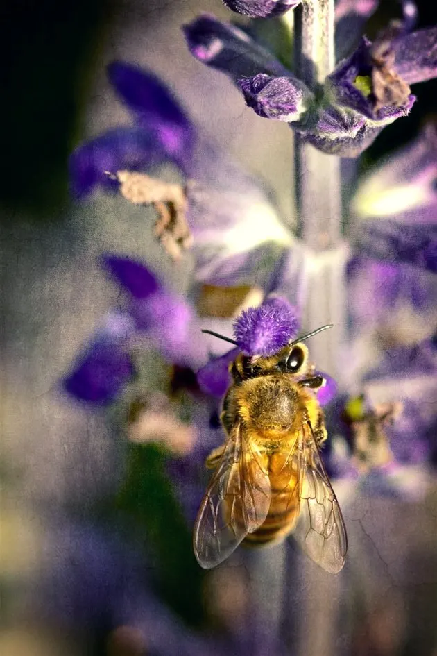 Black Or Honey Sage (Salvia Mellifera) — is a robust evergreen shrub native to the coastal regions of California; this sage bears aromatic, image 58