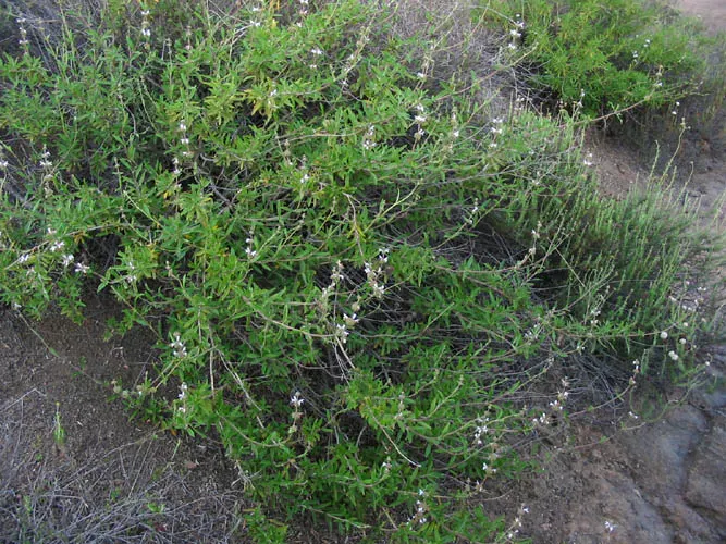 Black Or Honey Sage (Salvia Mellifera) — lance-shaped leaves that exude a distinct aromatic fragrance when crushed or brushed against; it is notably, image 64