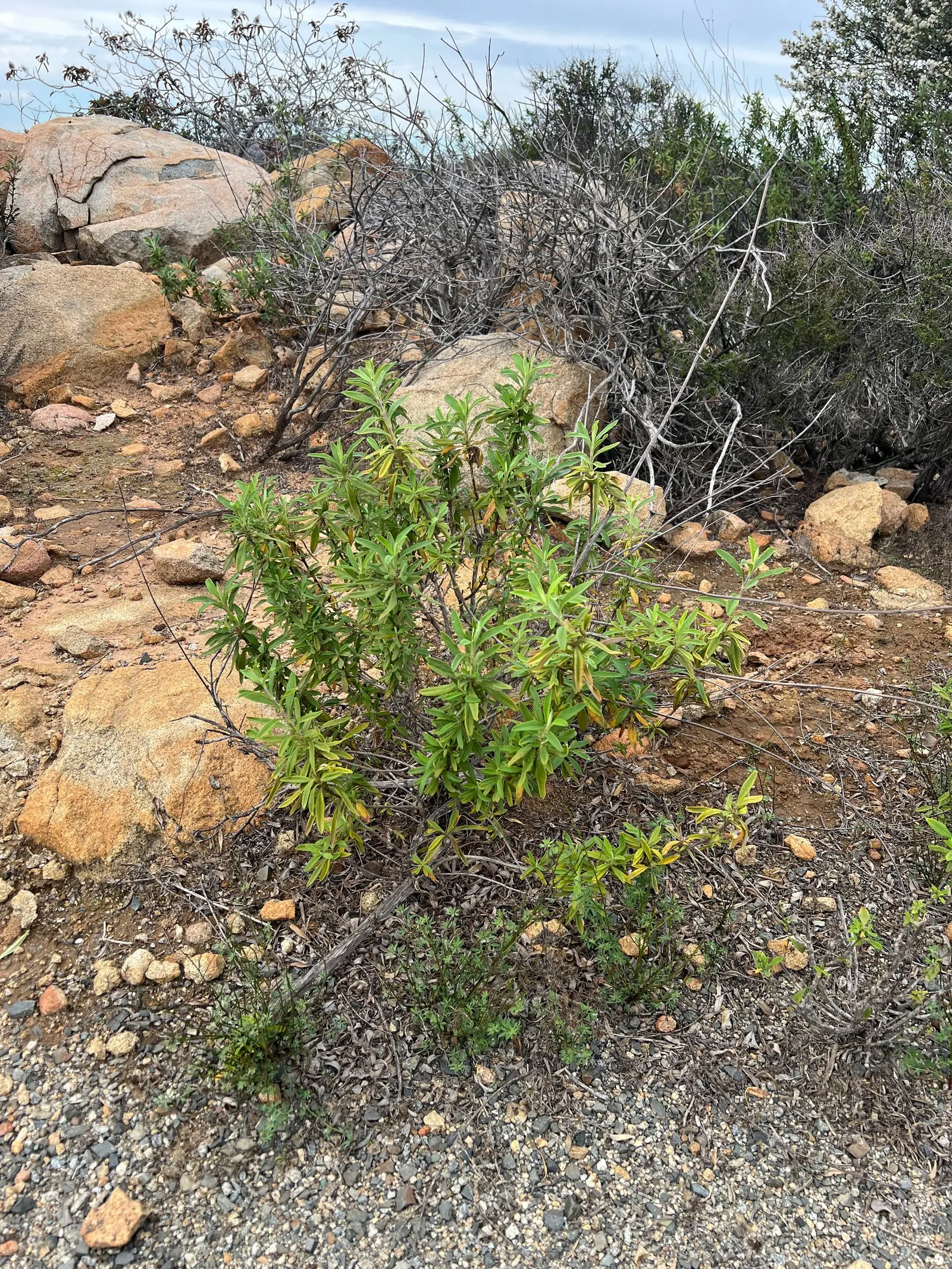 Black Or Honey Sage (Salvia Mellifera) — hence the name "Black" Sage.<br><br>From late spring to early summer