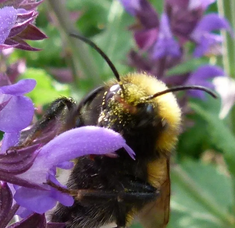 Black Or Honey Sage (Salvia Mellifera) — rounded form that can serve as an effective groundcover or an attractive addition to perennial borders