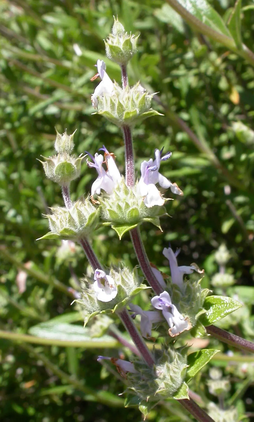 Black Or Honey Sage (Salvia Mellifera) — commonly referred to as Black Sage or Honey Sage