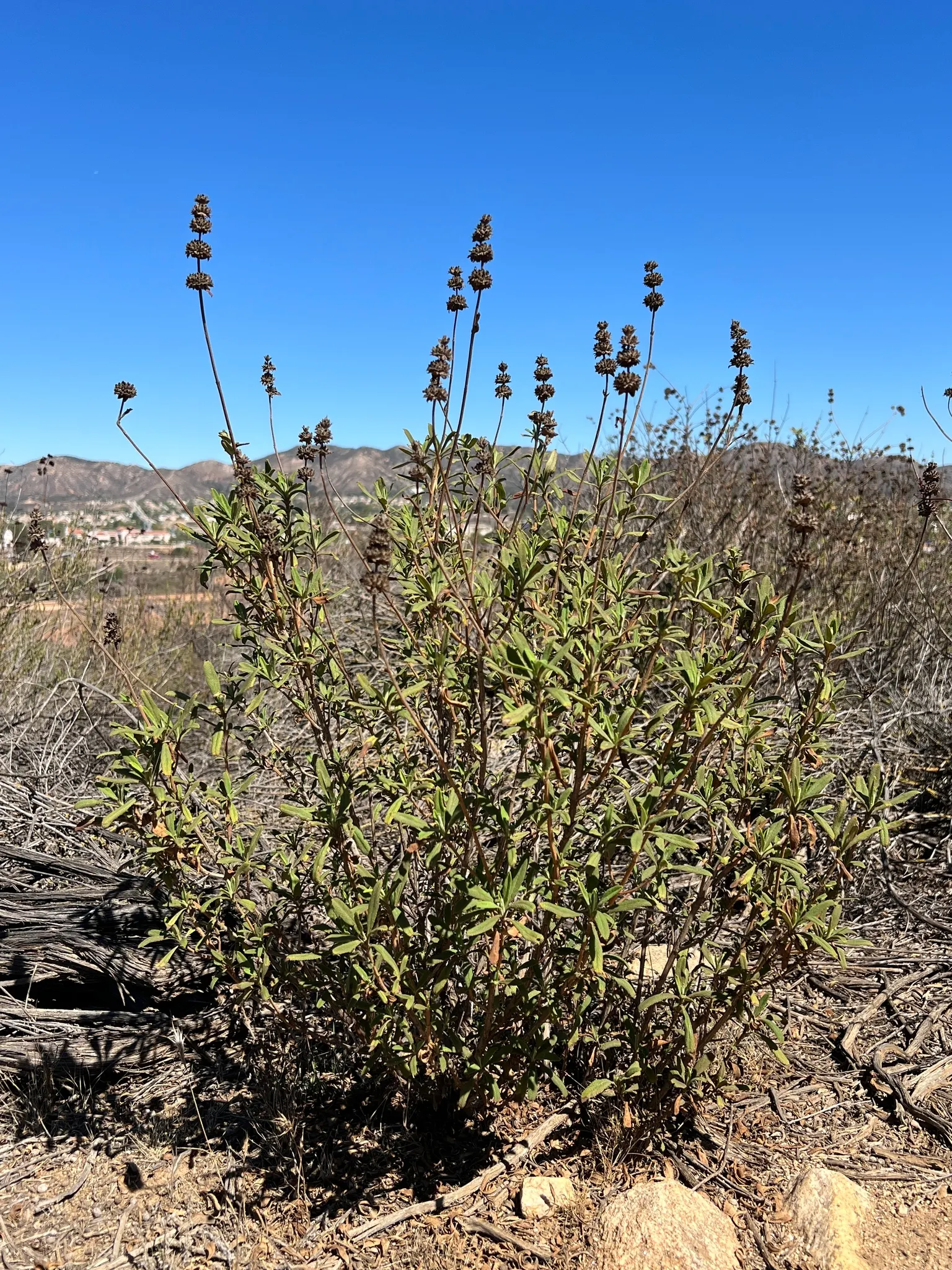 Black Or Honey Sage (Salvia Mellifera) — Salvia mellifera, commonly called Black or Honey Sage, is a hardy evergreen shrub native to California, image 51