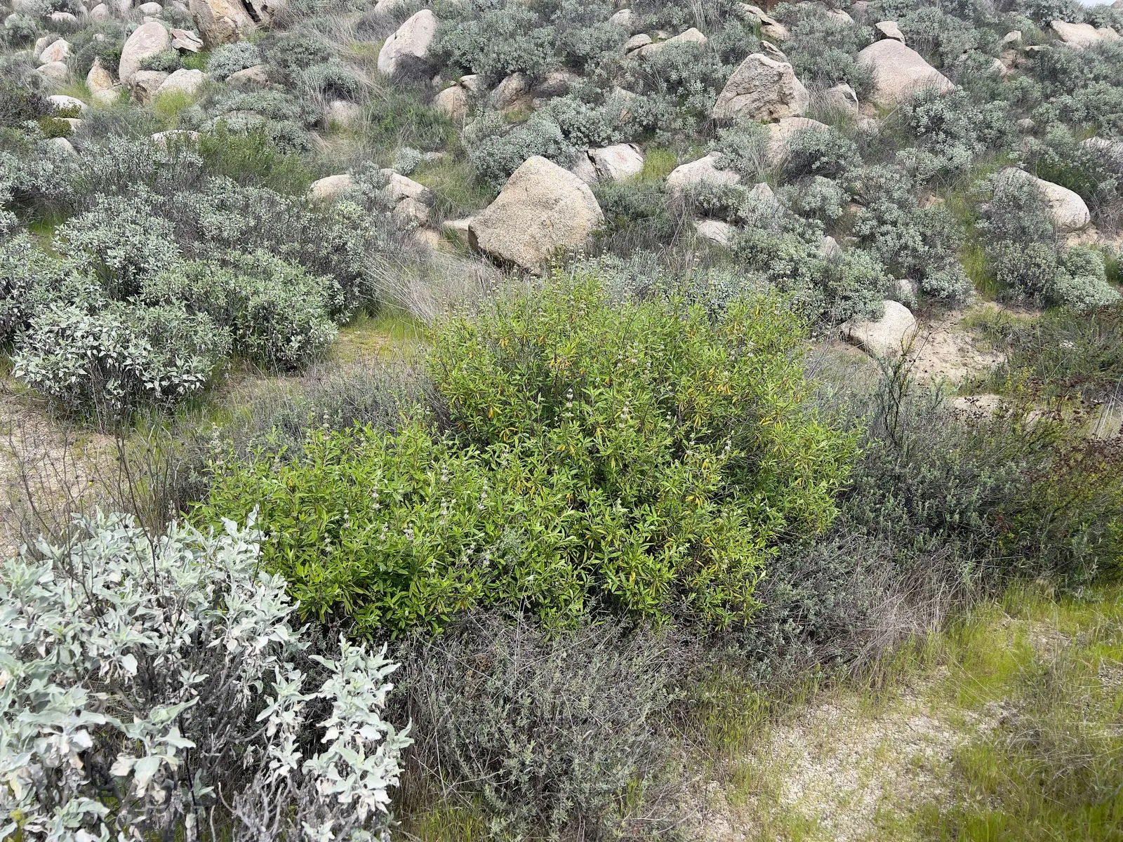 Black Or Honey Sage (Salvia Mellifera) — Preferring full sun and well-drained soils