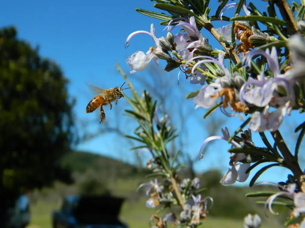 Black Or Honey Sage (Salvia Mellifera) — Recognized for its copious nectar production which attracts a myriad of pollinators; this sage species is an excellent