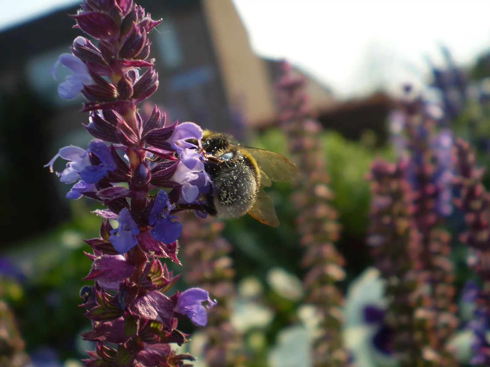 Black Or Honey Sage (Salvia Mellifera) — shrub for full or half