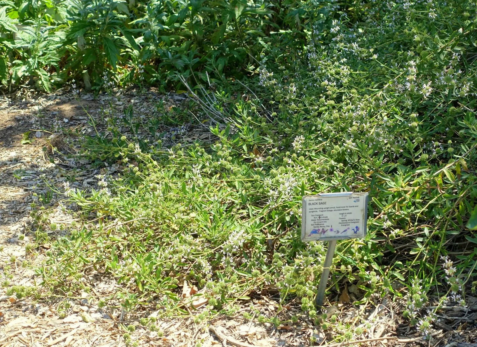 Black Or Honey Sage (Salvia Mellifera) — such as bees and hummingbirds.<br><br>Typically; shrub with blue and white blooms, image 61