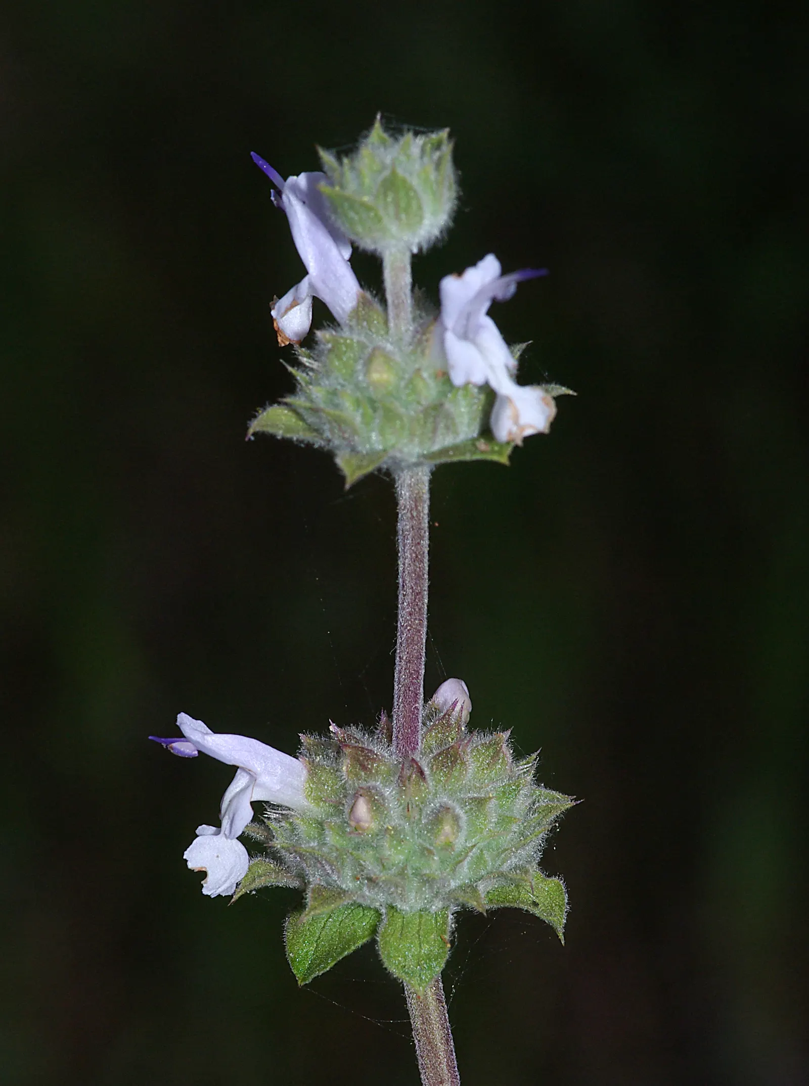 Black Or Honey Sage (Salvia Mellifera) — Preferring full sun and well-drained soils; shrub for full or half, image 54