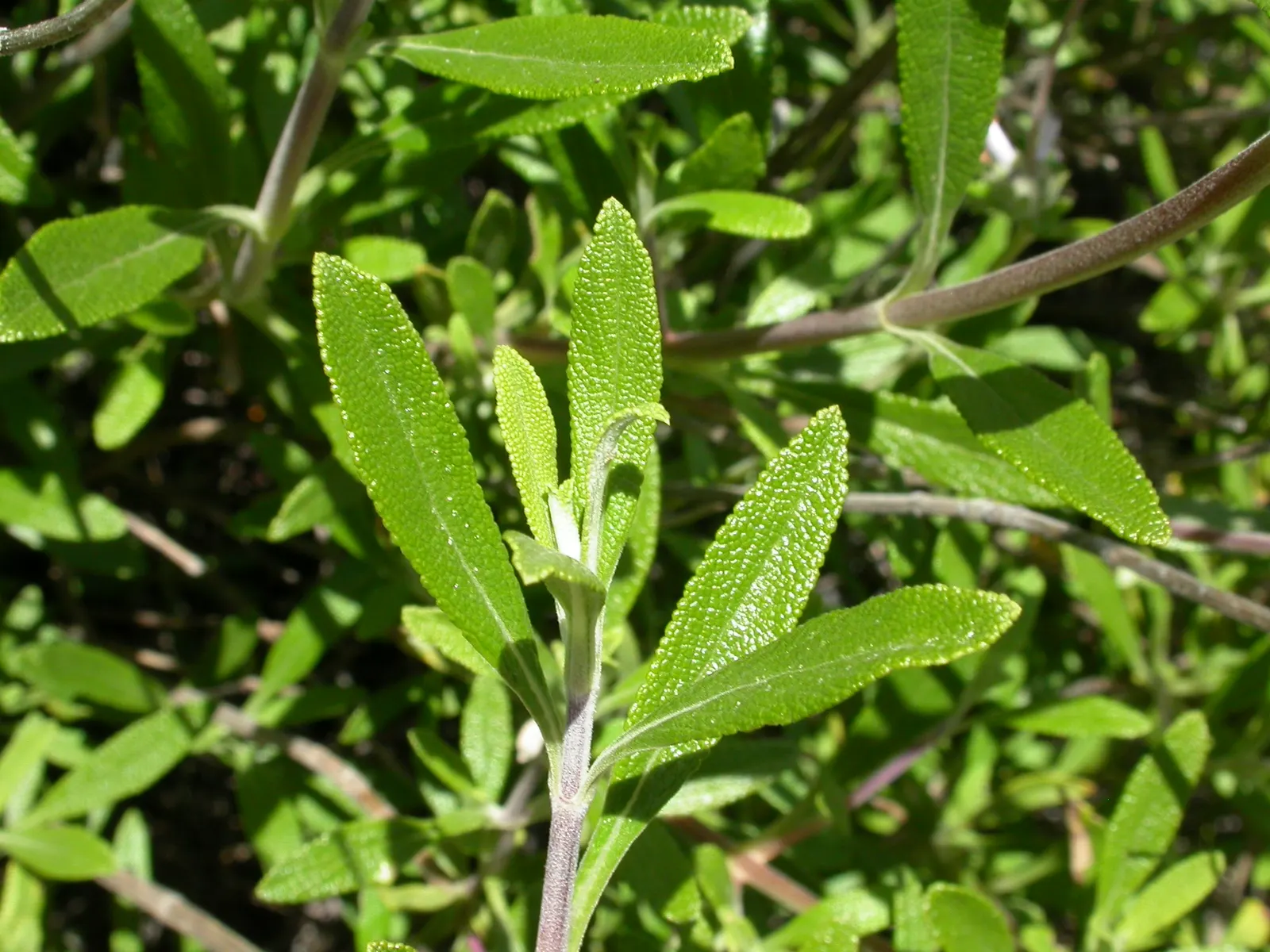 Black Or Honey Sage (Salvia Mellifera) — Thriving in USDA Hardiness Zones 7 through 10; blue and white flowers in the garden, image 68