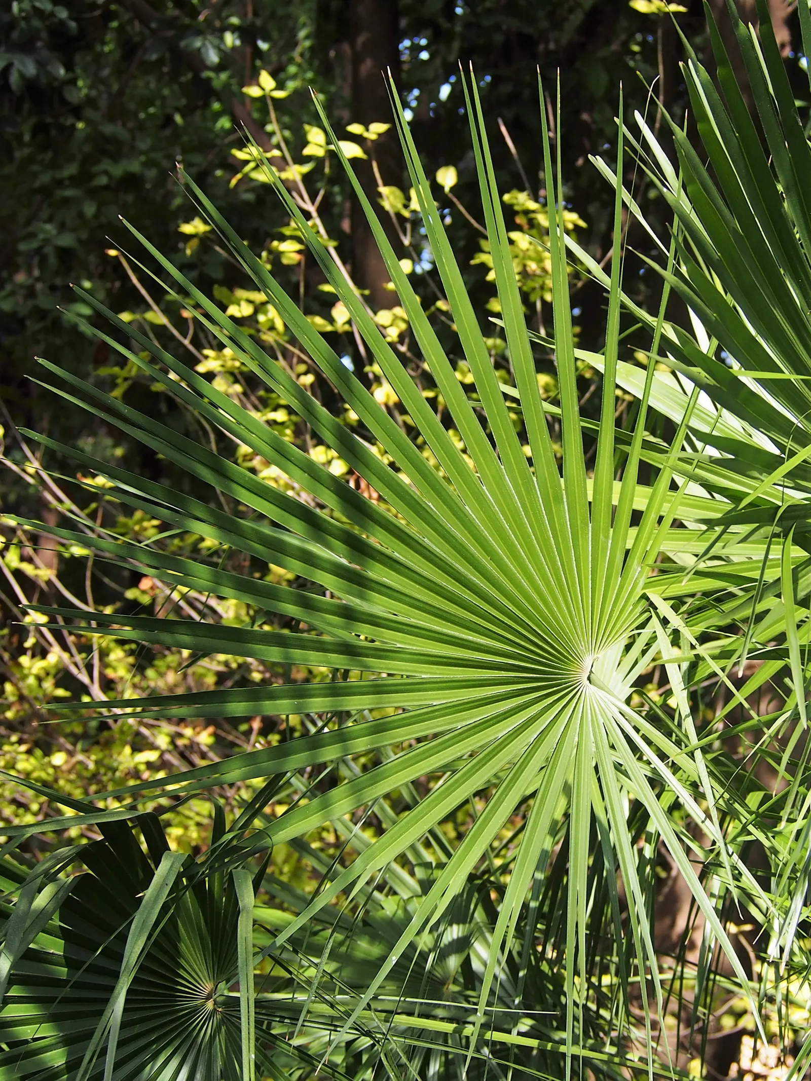 Mediterranean Fan Palm (Chamaerops Humilis) — Chamaerops humilis requires minimal irrigation and can handle occasional cold dips down to about, image 33