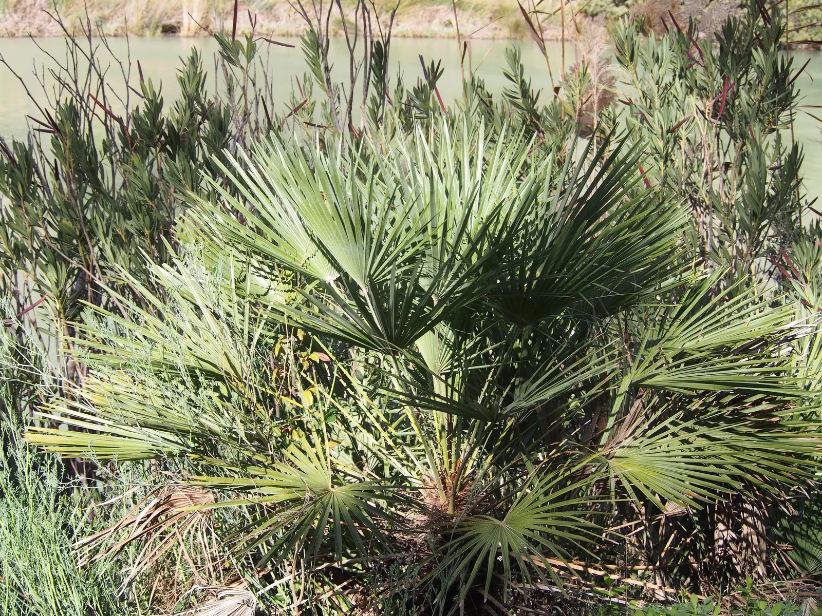 Mediterranean Fan Palm (Chamaerops Humilis) — This slow-growing palm features blue-green; palm / tree for full or half, image 93