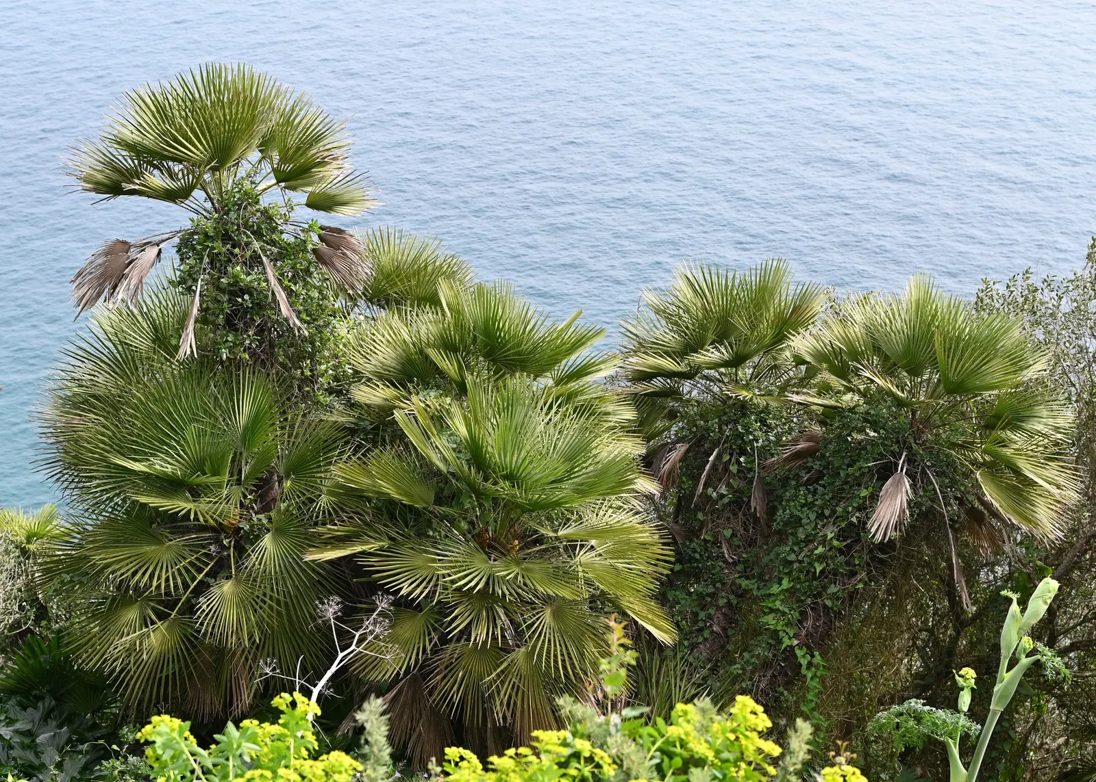 Mediterranean Fan Palm (Chamaerops Humilis) — is a remarkable and hardy addition to any landscape design; making it an ideal specimen for those, image 116