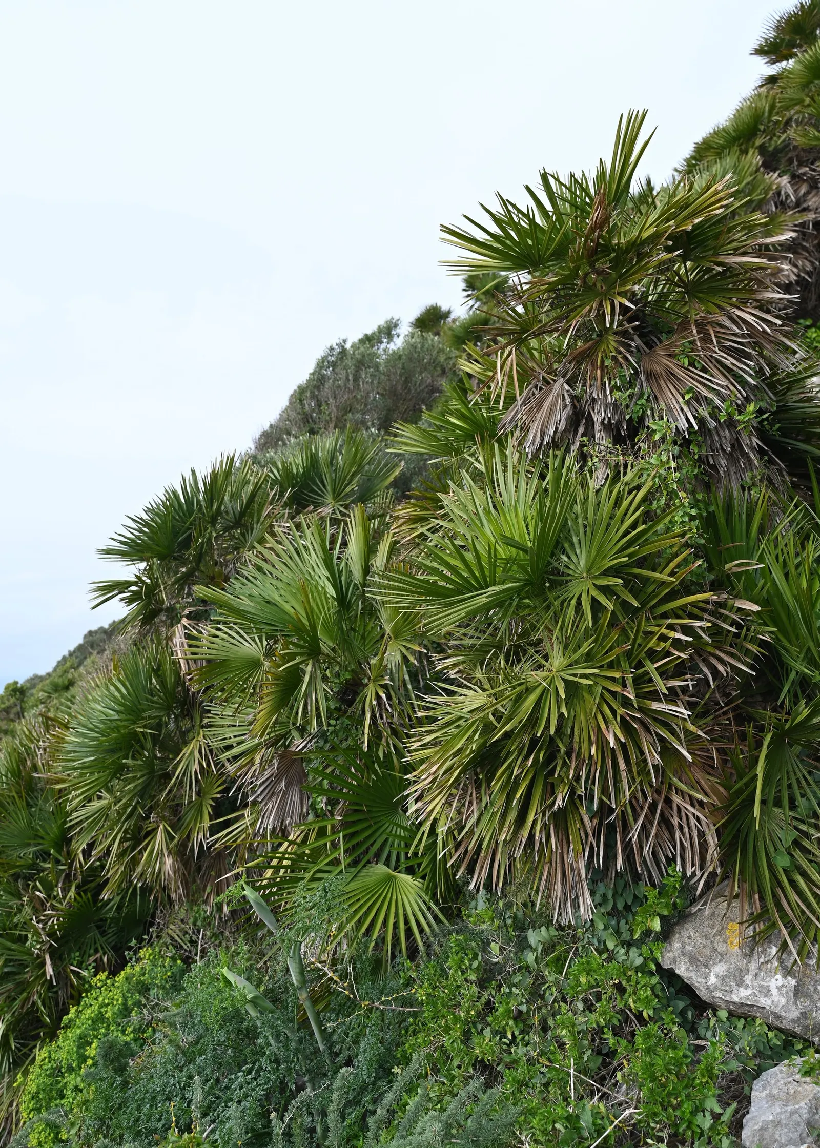 Mediterranean Fan Palm (Chamaerops Humilis) — <br><br>The palm showcases multiple trunks that clump together, giving it a lush, full appearance; it, image 101