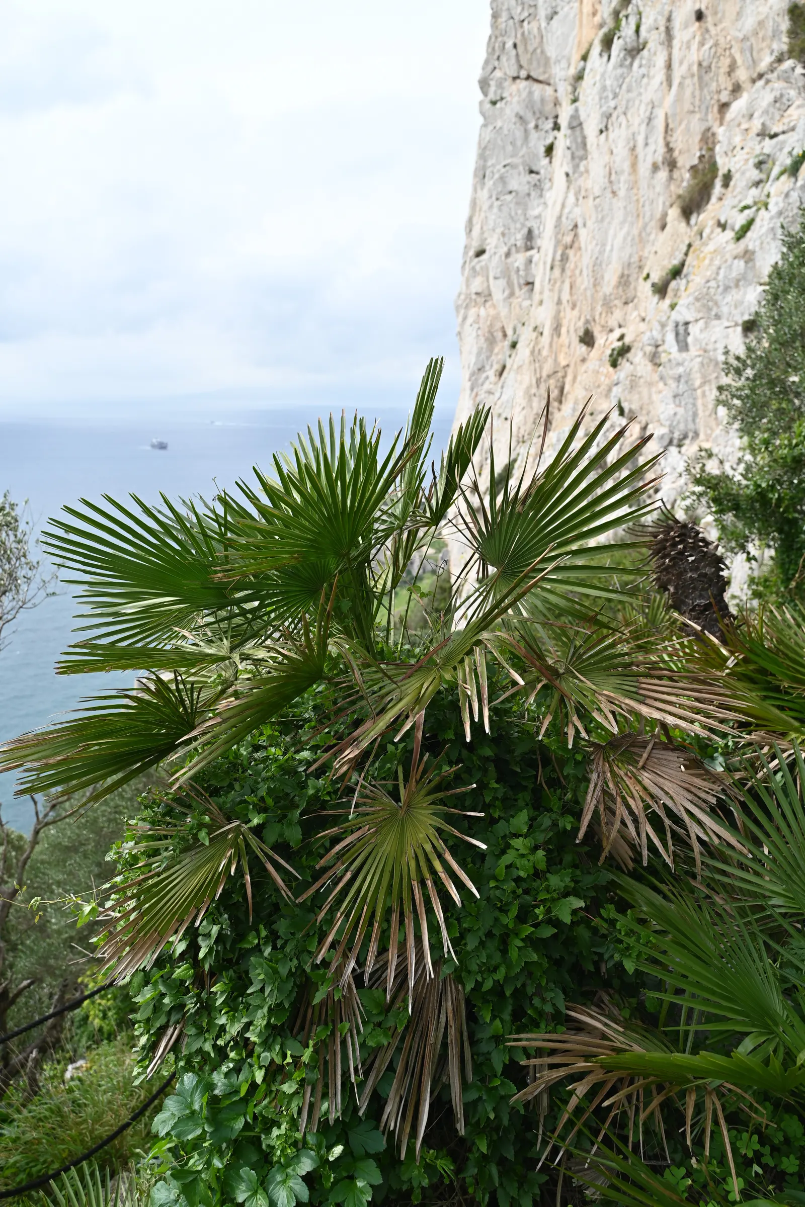 Mediterranean Fan Palm (Chamaerops Humilis) — span nearly 2 feet wide and lend a tropical texture to the landscape; chamaerops humilis brings, image 103
