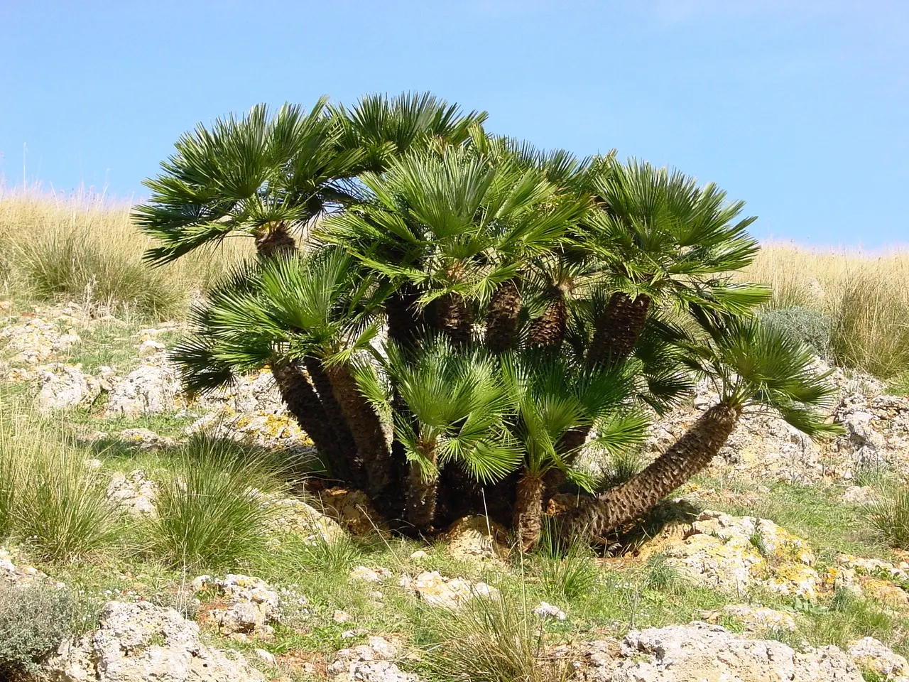 Mediterranean Fan Palm (Chamaerops Humilis) — Its growth rate is relatively slow; span nearly 2 feet wide and lend a tropical texture to the, image 46