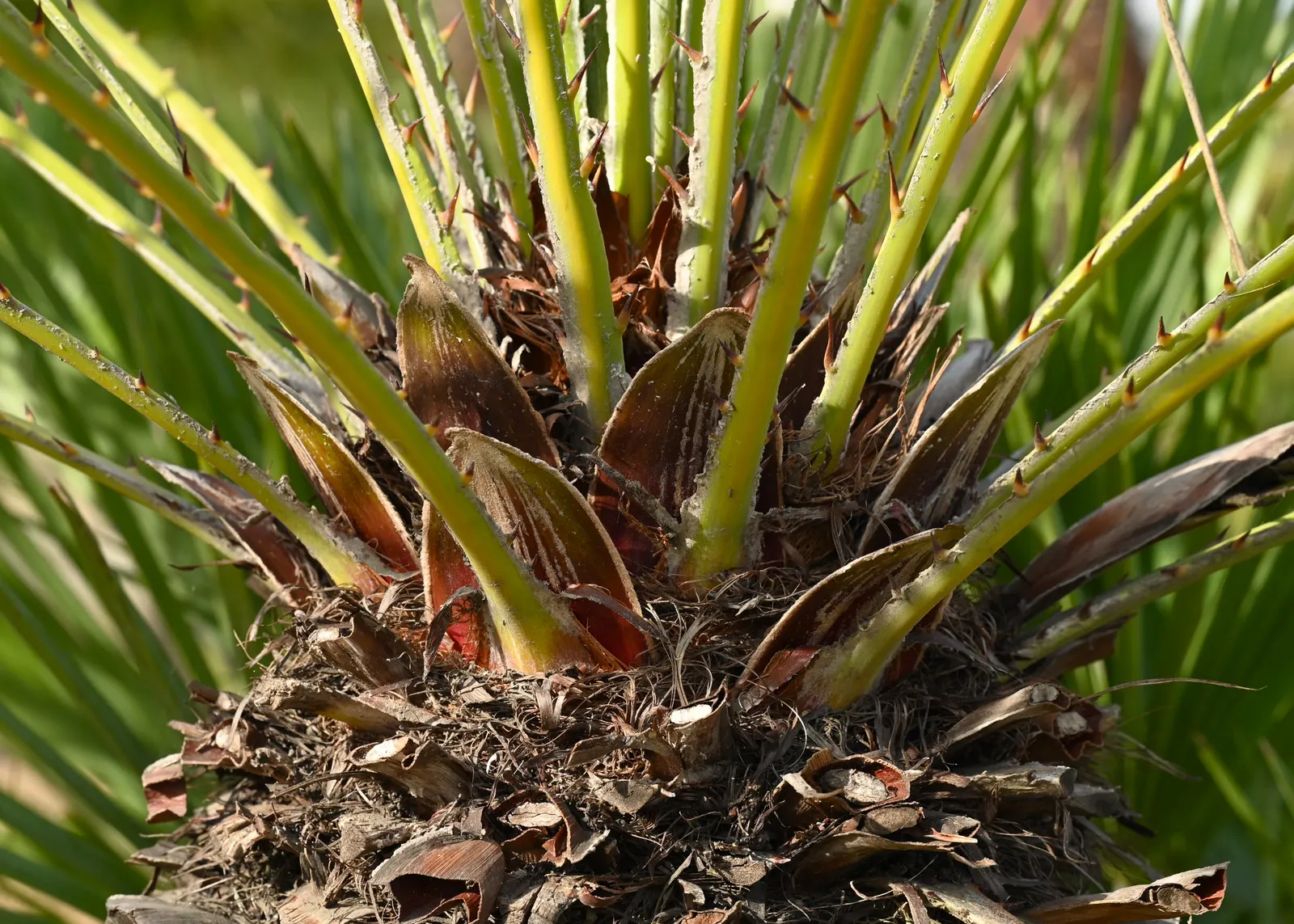Mediterranean Fan Palm (Chamaerops Humilis) — Chamaerops humilis brings year-round interest with minimal maintenance; the Mediterranean Fan Palm, image 106