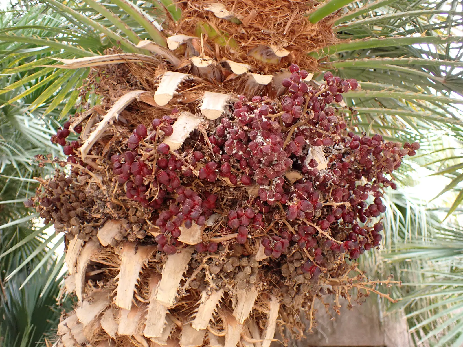 Mediterranean Fan Palm (Chamaerops Humilis) — Its growth rate is relatively slow; span nearly 2 feet wide and lend a tropical texture to the landscape