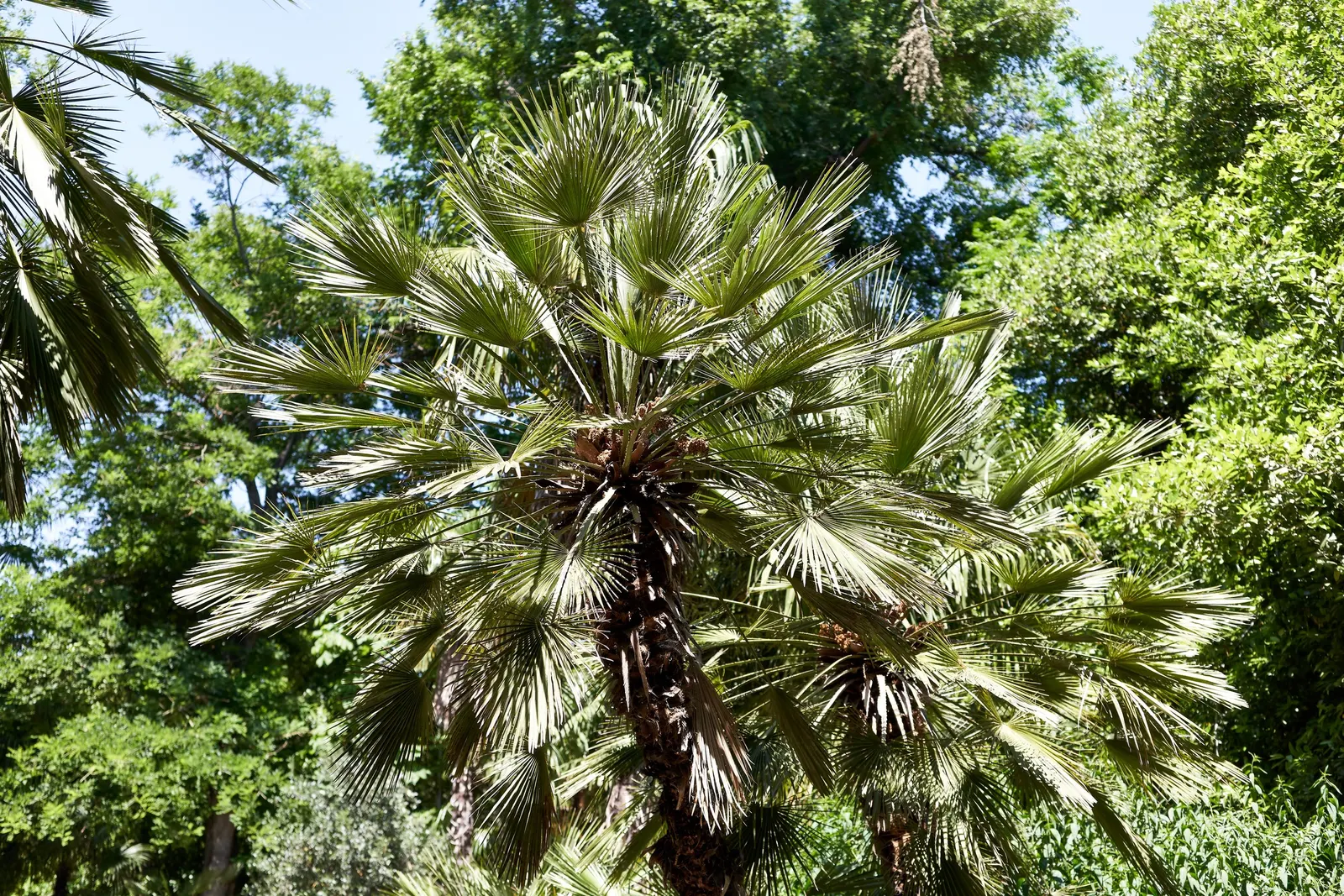 Mediterranean Fan Palm (Chamaerops Humilis) — fan-shaped fronds atop multiple trunks; scientifically known as Chamaerops humilis, image 94