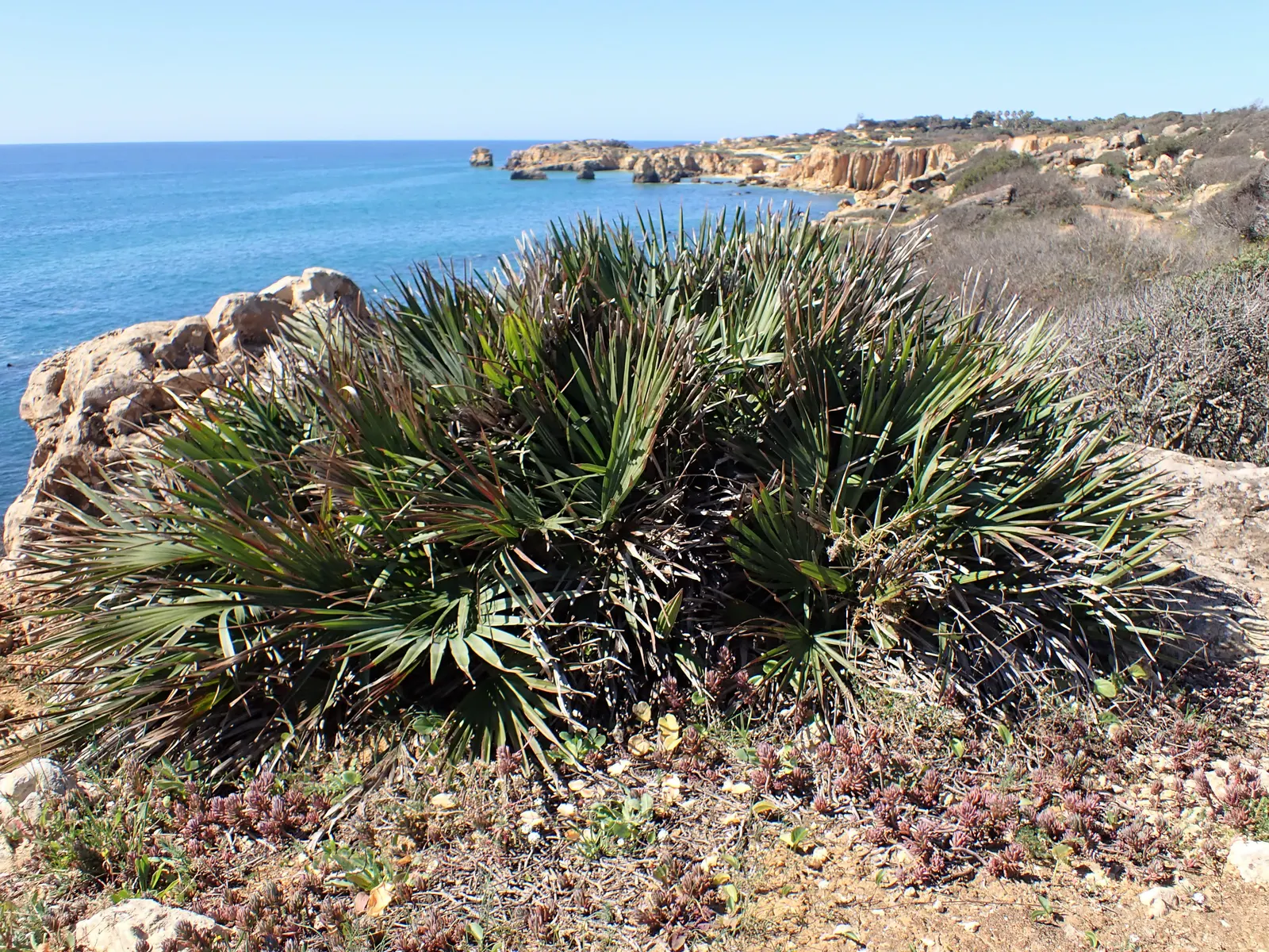Mediterranean Fan Palm (Chamaerops Humilis) — palm / tree for full or half; chamaerops humilis requires minimal irrigation and can handle occasional cold dips