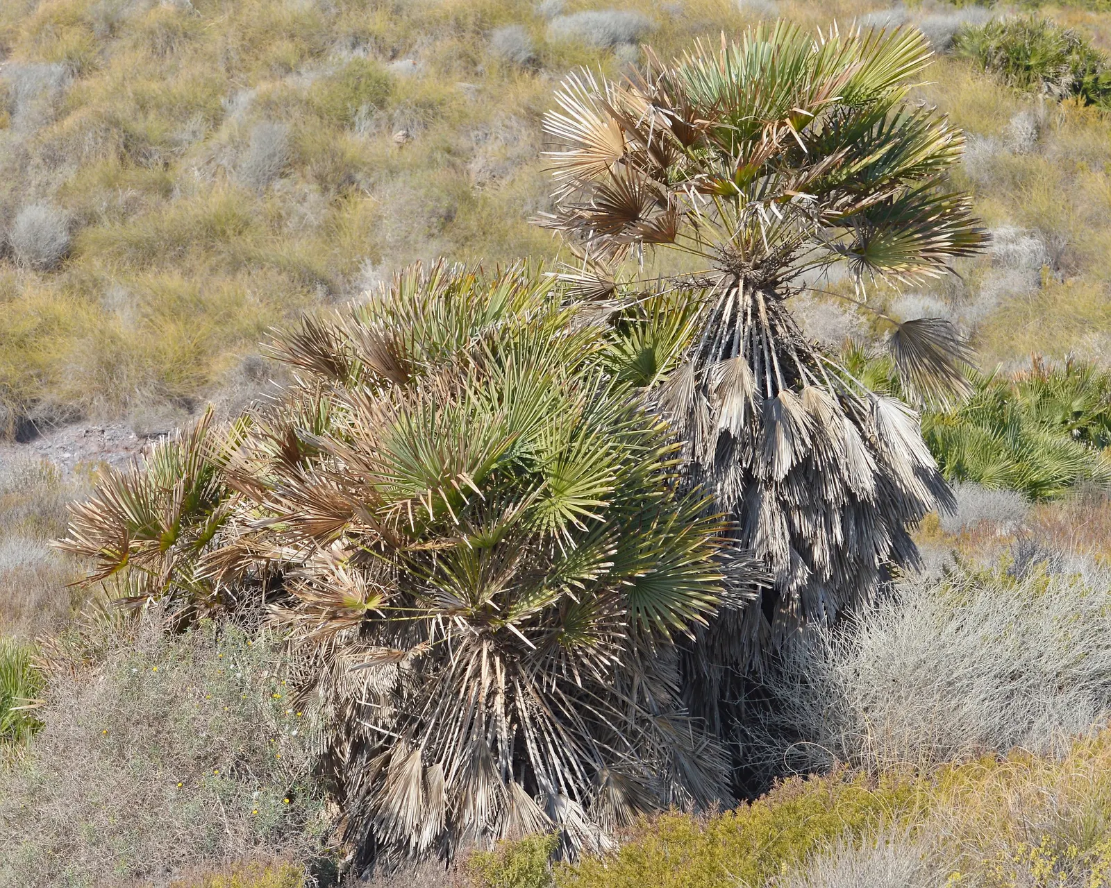 Mediterranean Fan Palm (Chamaerops Humilis) — especially for those striving to emulate the elegant ambiance of a Mediterranean or coastal setting, image 45