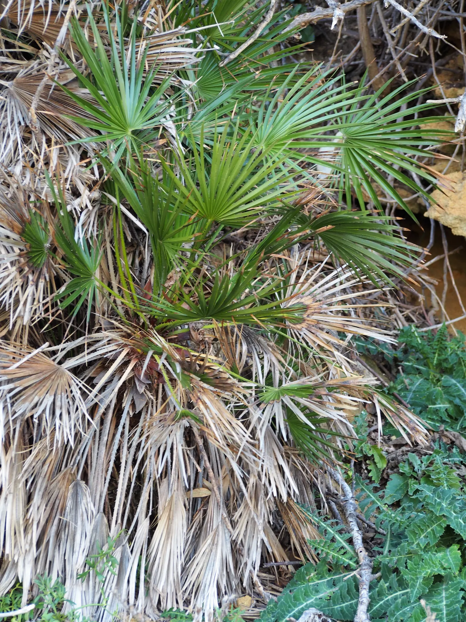 Mediterranean Fan Palm (Chamaerops Humilis) — Chamaerops humilis brings year-round interest with minimal maintenance; the Mediterranean Fan Palm, image 88