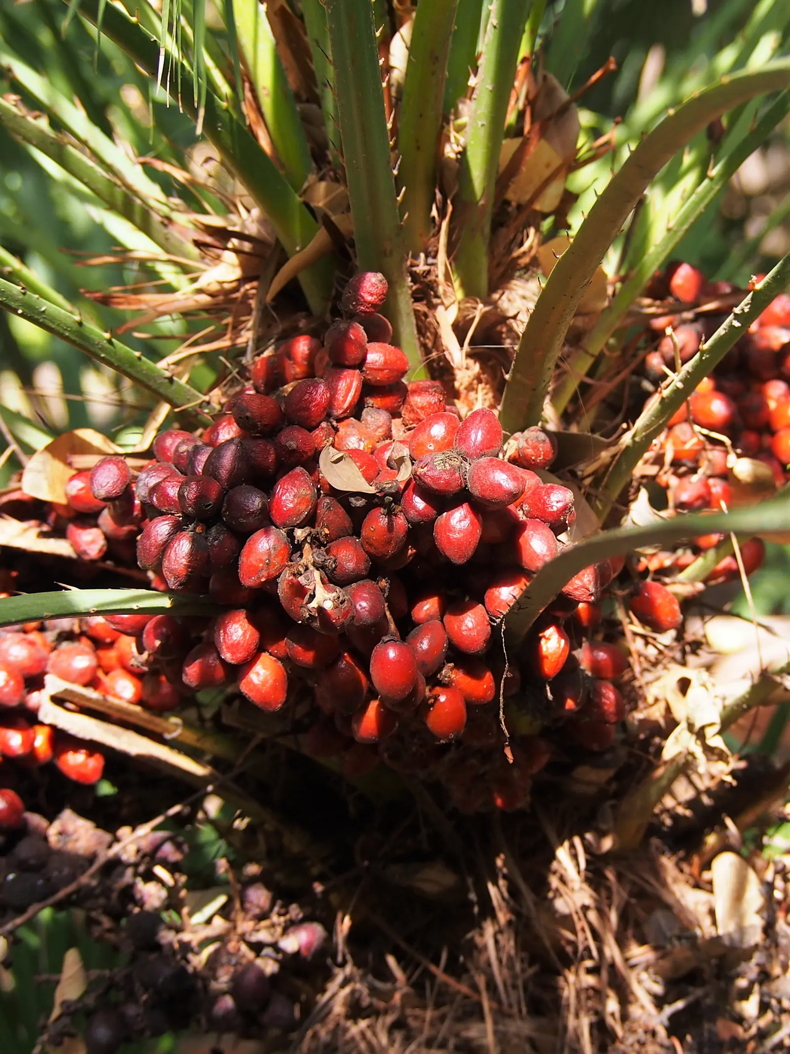 Mediterranean Fan Palm (Chamaerops Humilis) — Ideal for small gardens, it's drought-tolerant and thrives in full sun to partial shade; these leaves, image 95