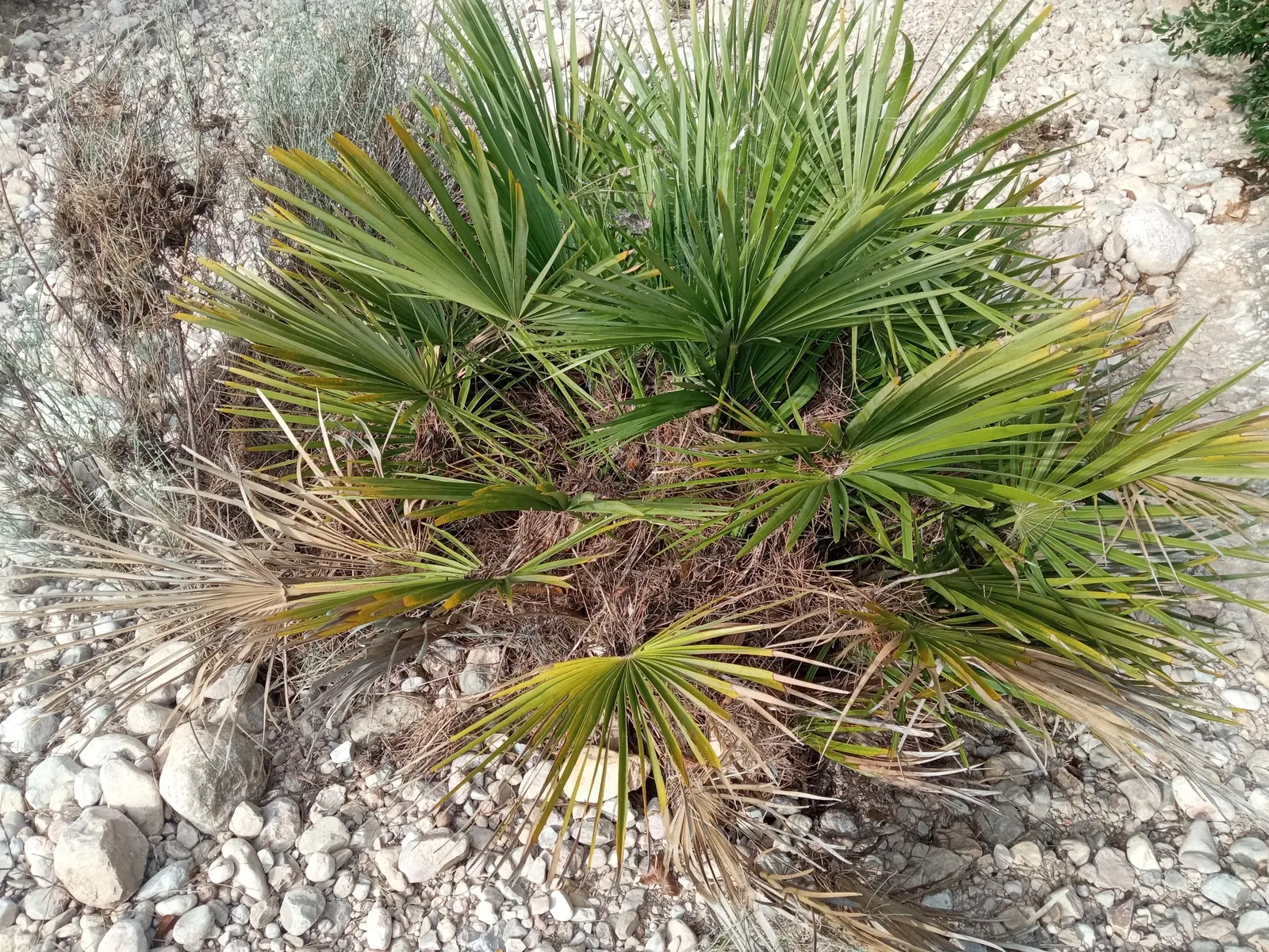 Mediterranean Fan Palm (Chamaerops Humilis) — Ideal for small gardens, it's drought-tolerant and thrives in full sun to partial shade; these leaves, image 41