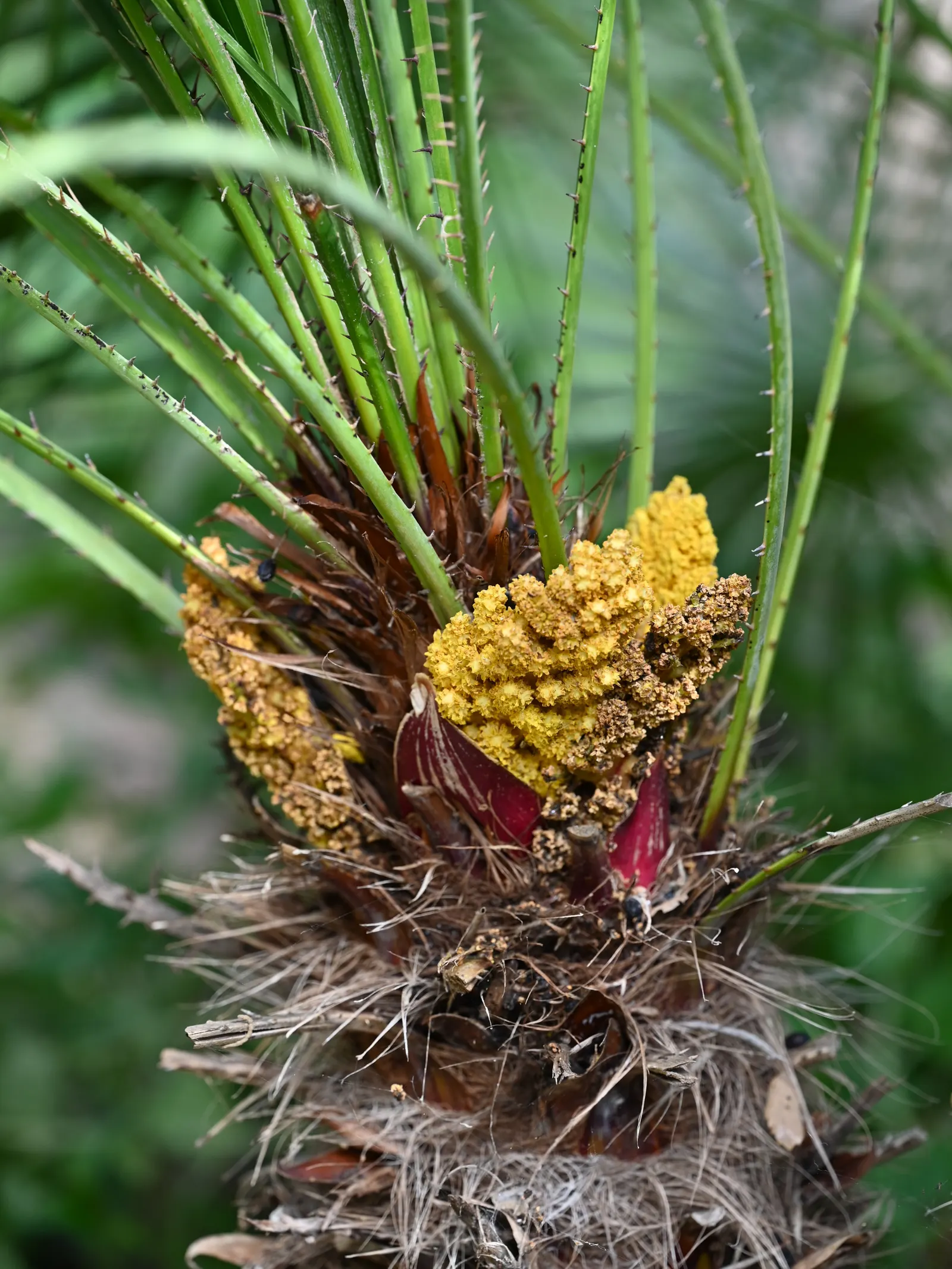 Mediterranean Fan Palm (Chamaerops Humilis) — USDA Zones 8-11 are suitable for cultivation; this slow-growing palm features blue-green, image 42