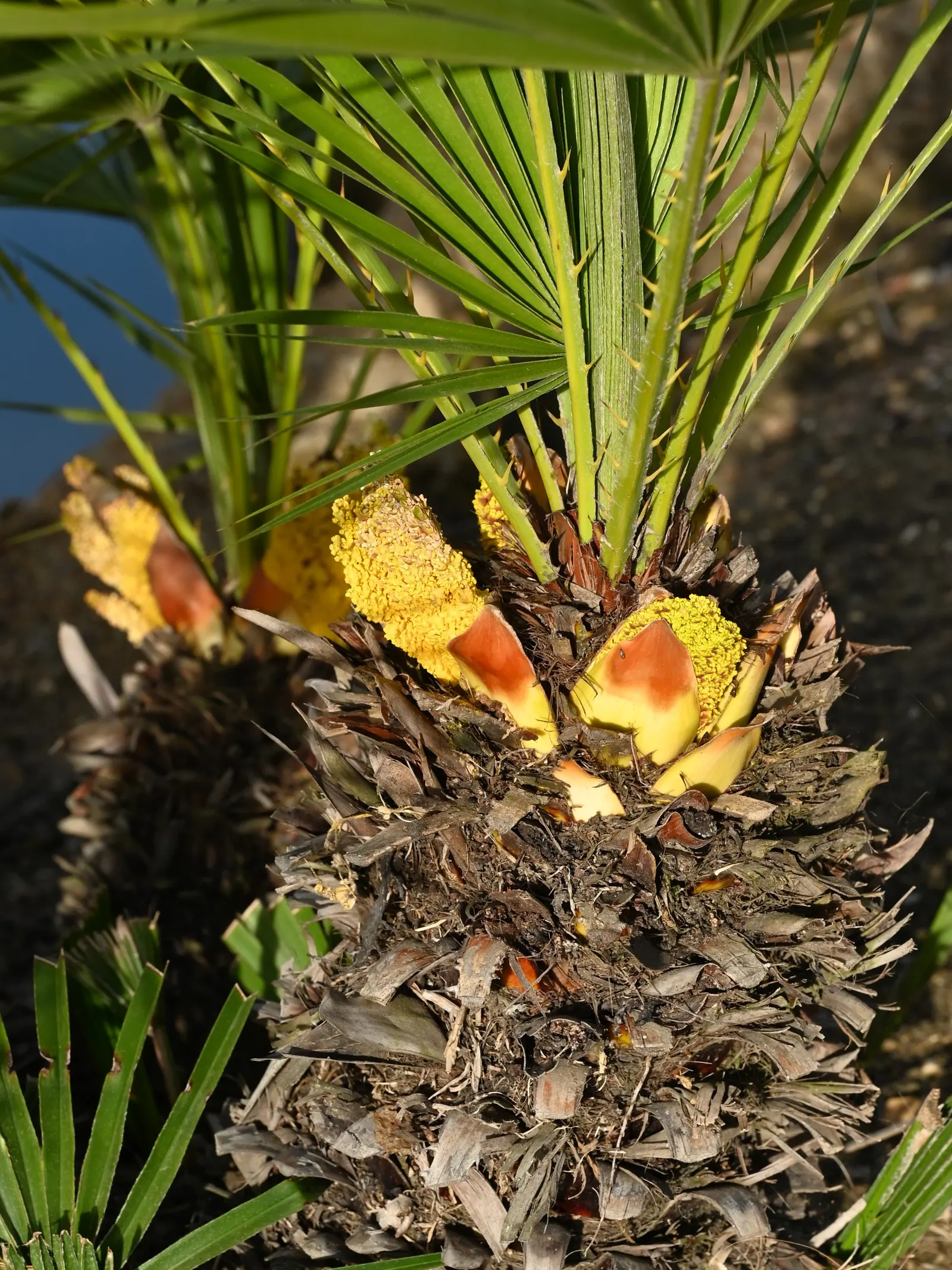 Mediterranean Fan Palm (Chamaerops Humilis) — This slow-growing palm features blue-green; palm / tree for full or half, image 39