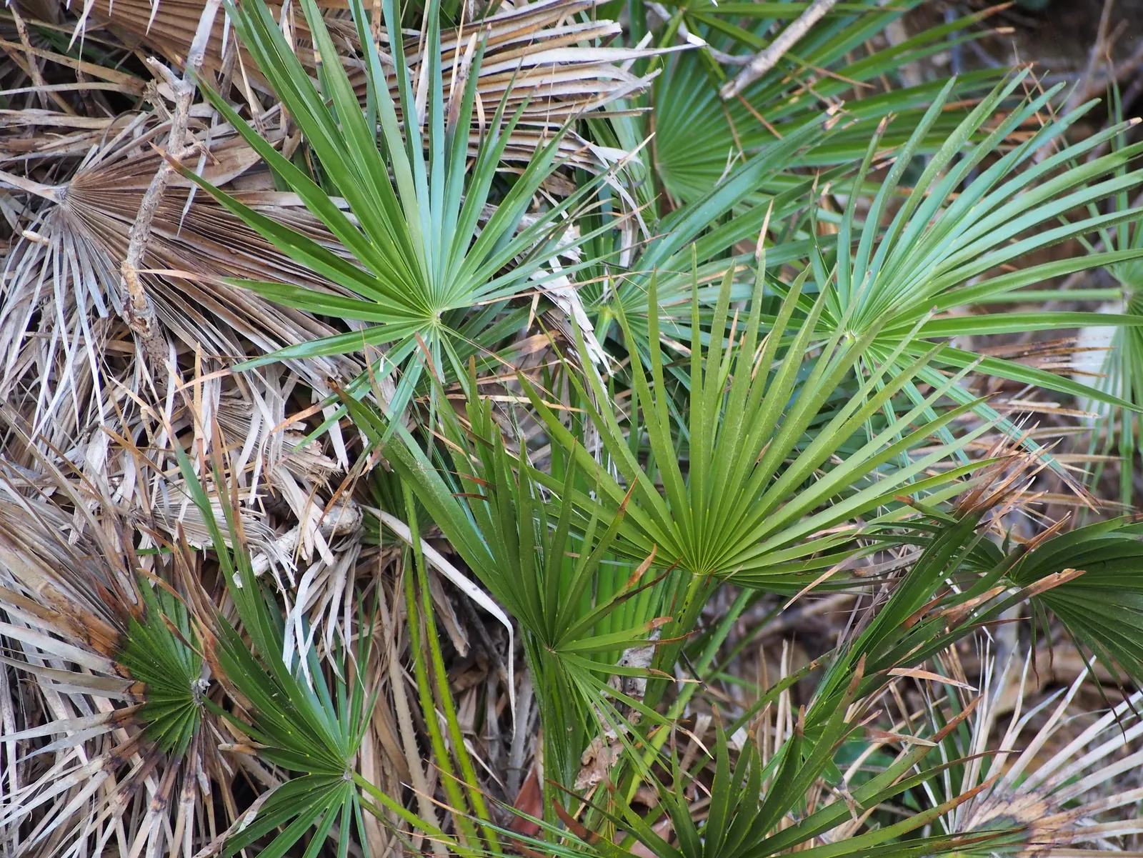Mediterranean Fan Palm (Chamaerops Humilis) — making it an ideal specimen for those seeking a touch of Mediterranean charm in their outdoor living, image 89