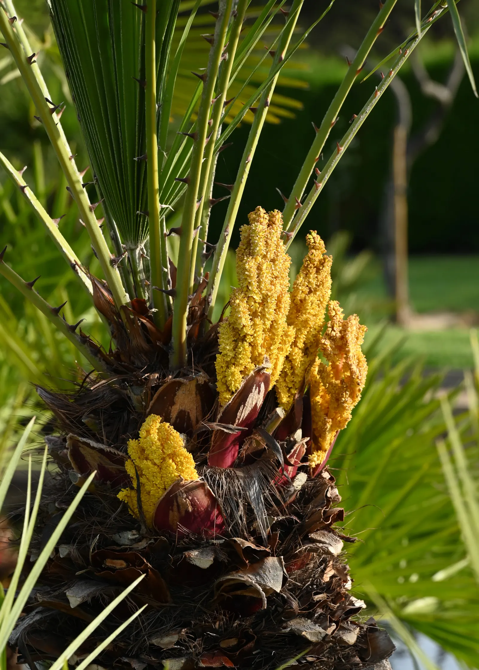 Mediterranean Fan Palm (Chamaerops Humilis) — especially for those striving to emulate the elegant ambiance of a Mediterranean or coastal setting, image 117
