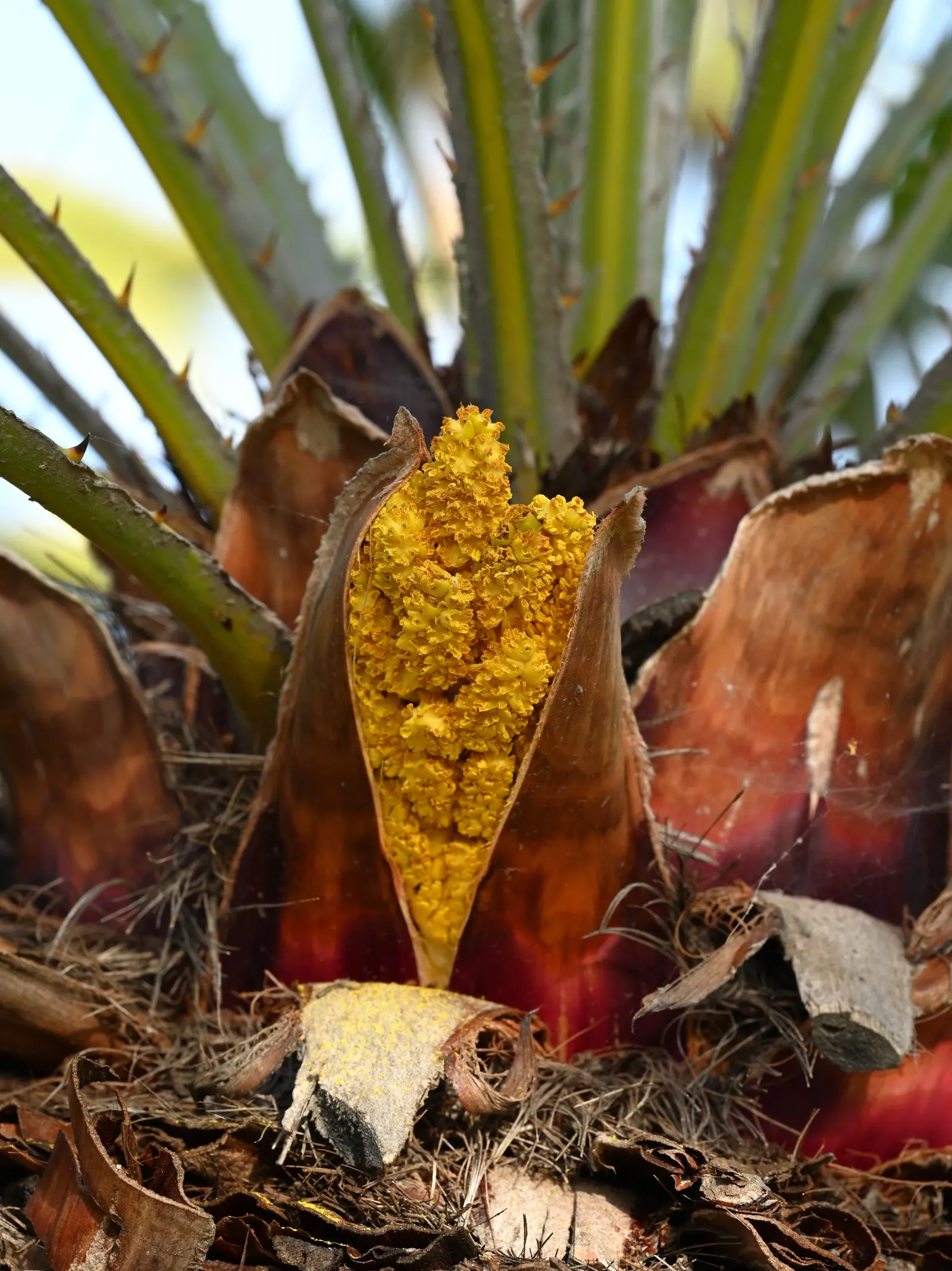 Mediterranean Fan Palm (Chamaerops Humilis) — fan-shaped fronds atop multiple trunks; scientifically known as Chamaerops humilis, image 112