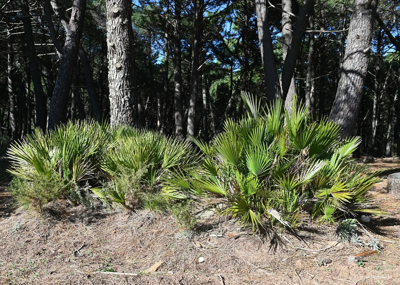 Mediterranean Fan Palm (Chamaerops Humilis) — Chamaerops humilis brings year-round interest with minimal maintenance; the Mediterranean Fan Palm (Chamaerops