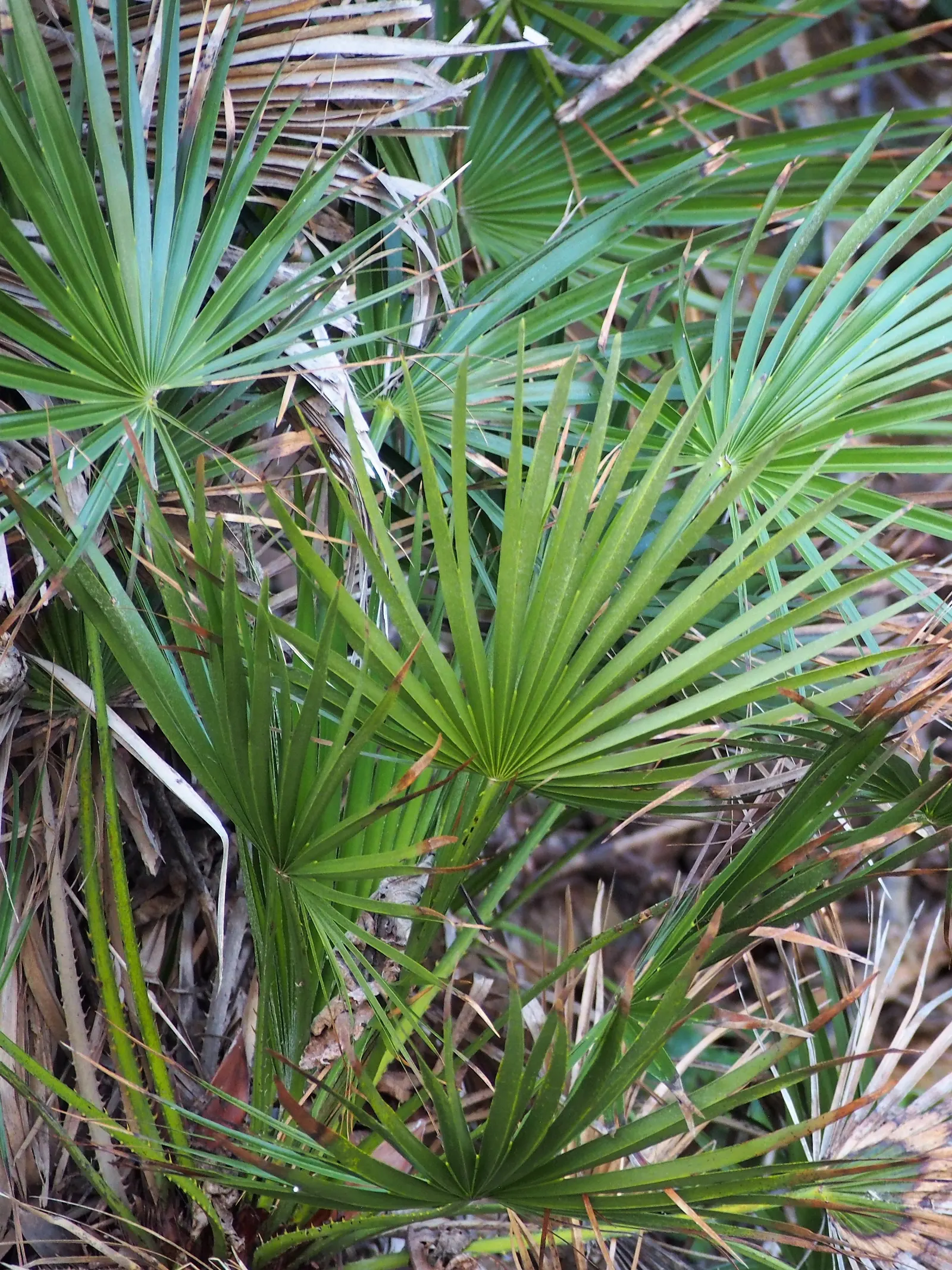Mediterranean Fan Palm (Chamaerops Humilis) — palm / tree for full or half; chamaerops humilis requires minimal irrigation and can handle, image 90