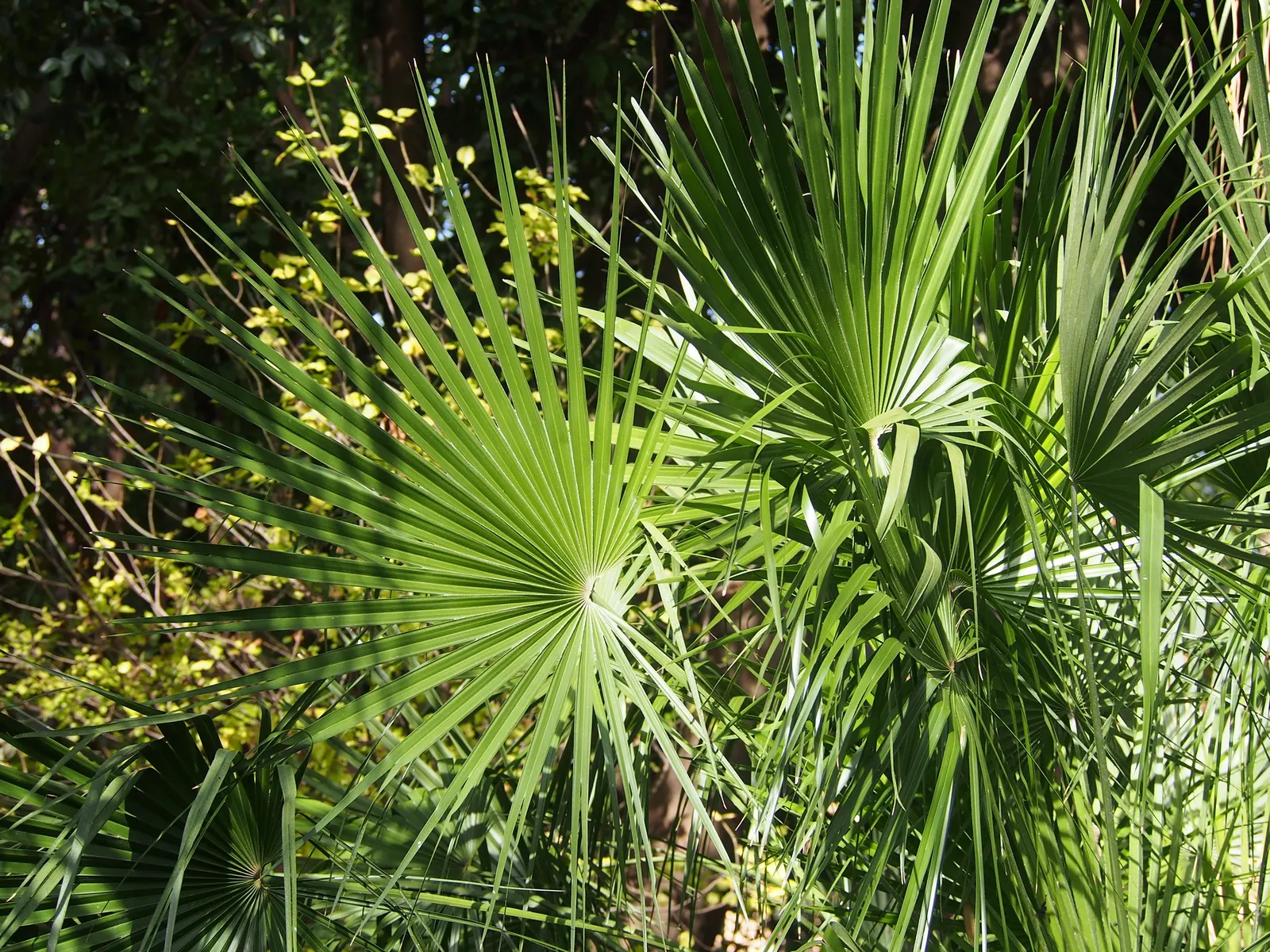 Mediterranean Fan Palm (Chamaerops Humilis) — These leaves emerge from sharp; ideal for small gardens, it's drought-tolerant and thrives in full sun to partial