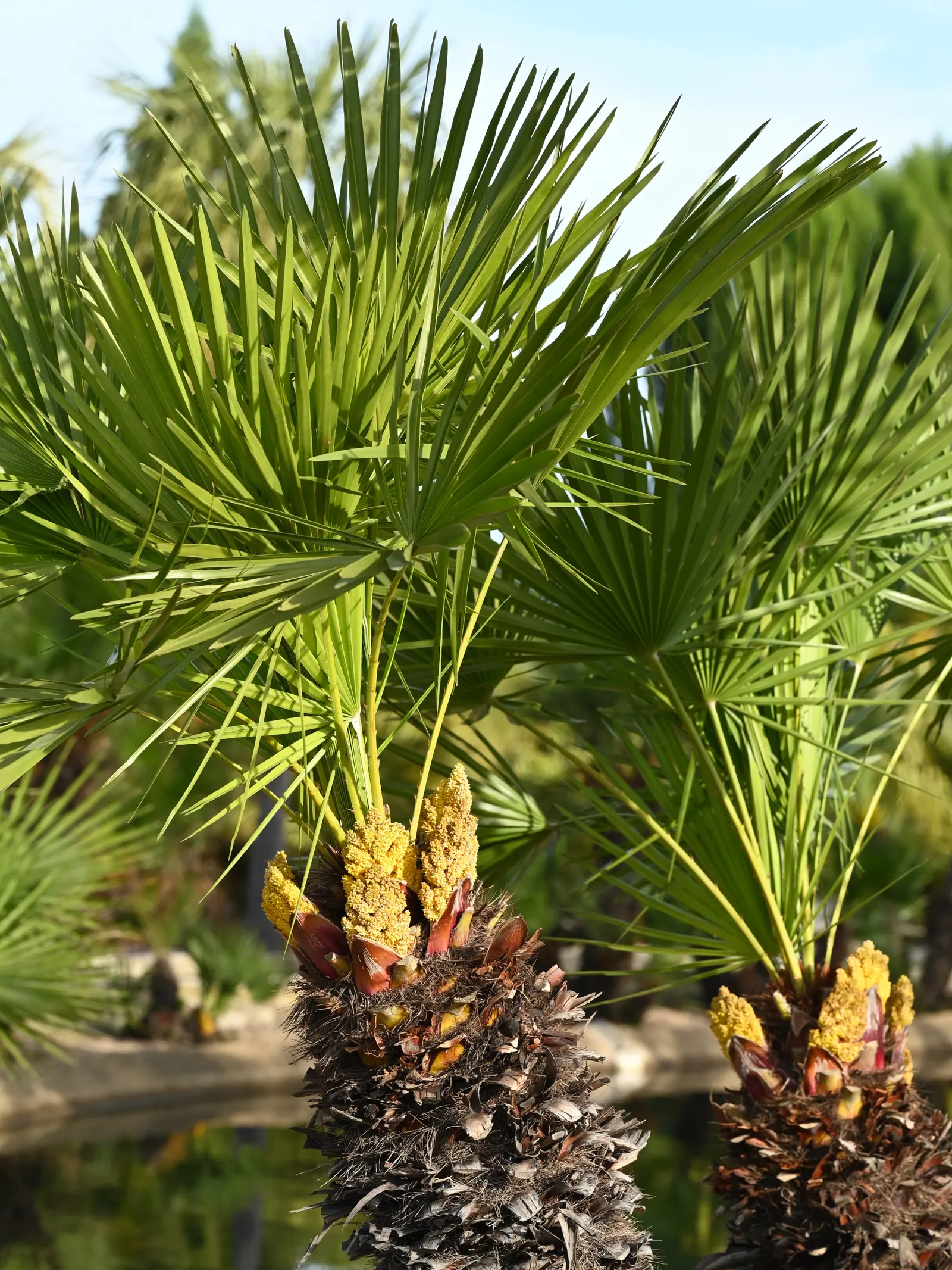 Mediterranean Fan Palm (Chamaerops Humilis) — span nearly 2 feet wide and lend a tropical texture to the landscape; chamaerops humilis brings year-round