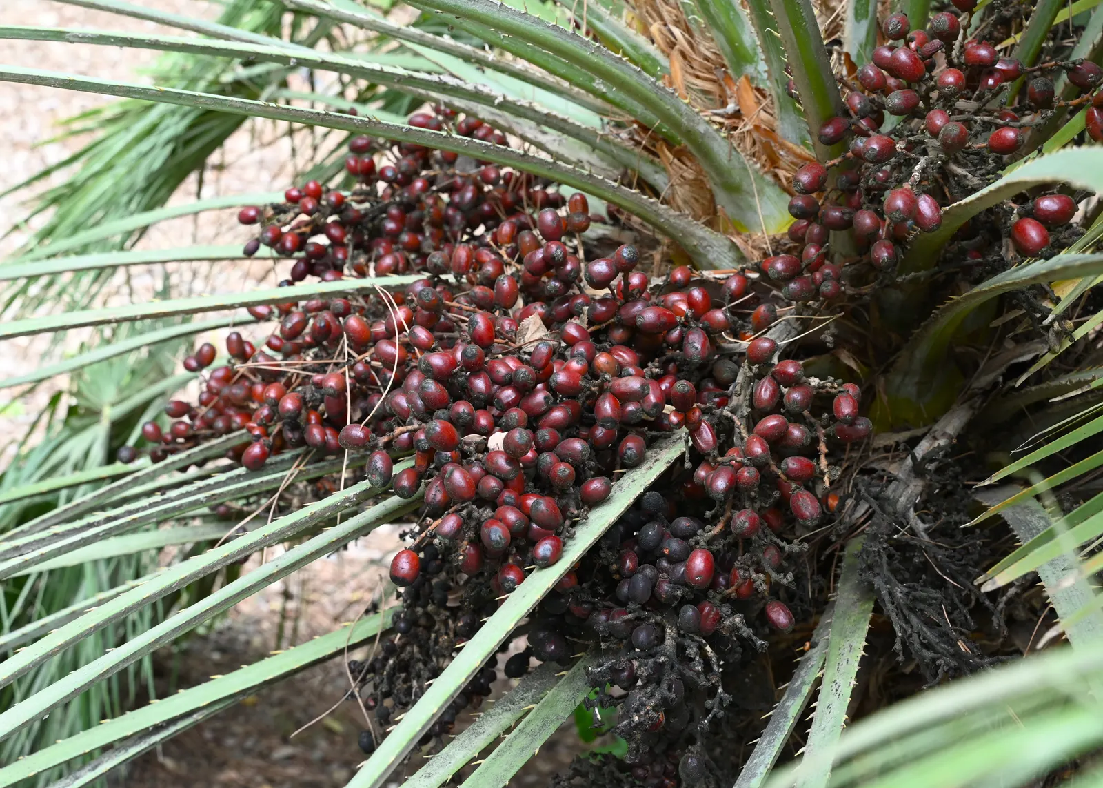 Mediterranean Fan Palm (Chamaerops Humilis) — fan-shaped fronds atop multiple trunks; scientifically known as Chamaerops humilis, image 40