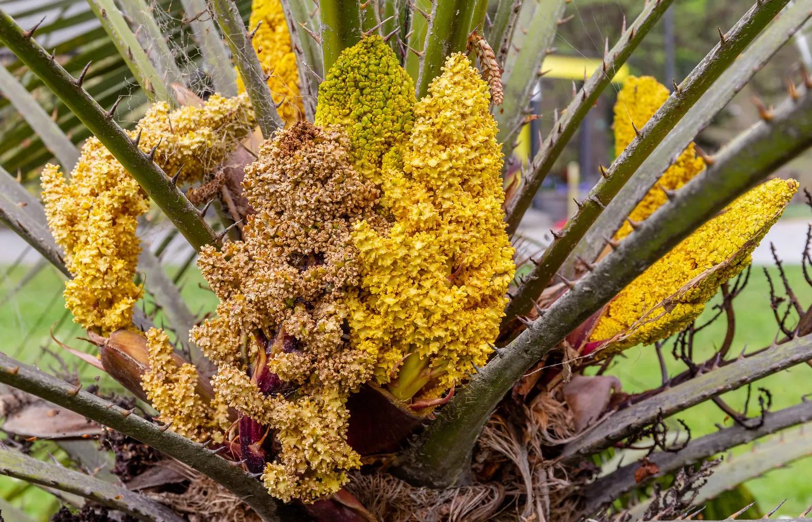 Mediterranean Fan Palm (Chamaerops Humilis) — ranging from bluish-green to silvery-gray; especially for those striving to emulate the elegant, image 120