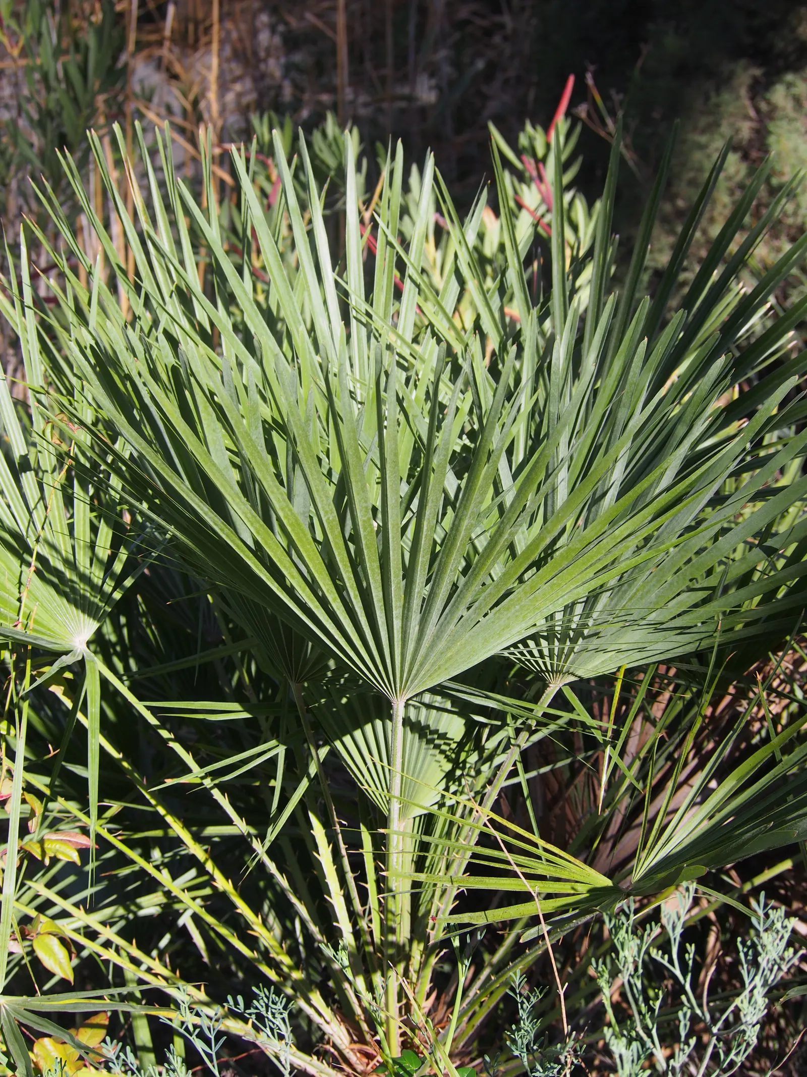 Mediterranean Fan Palm (Chamaerops Humilis) — The Mediterranean Fan Palm (Chamaerops humilis) is a hardy, compact palm native to the Mediterranean, image 91
