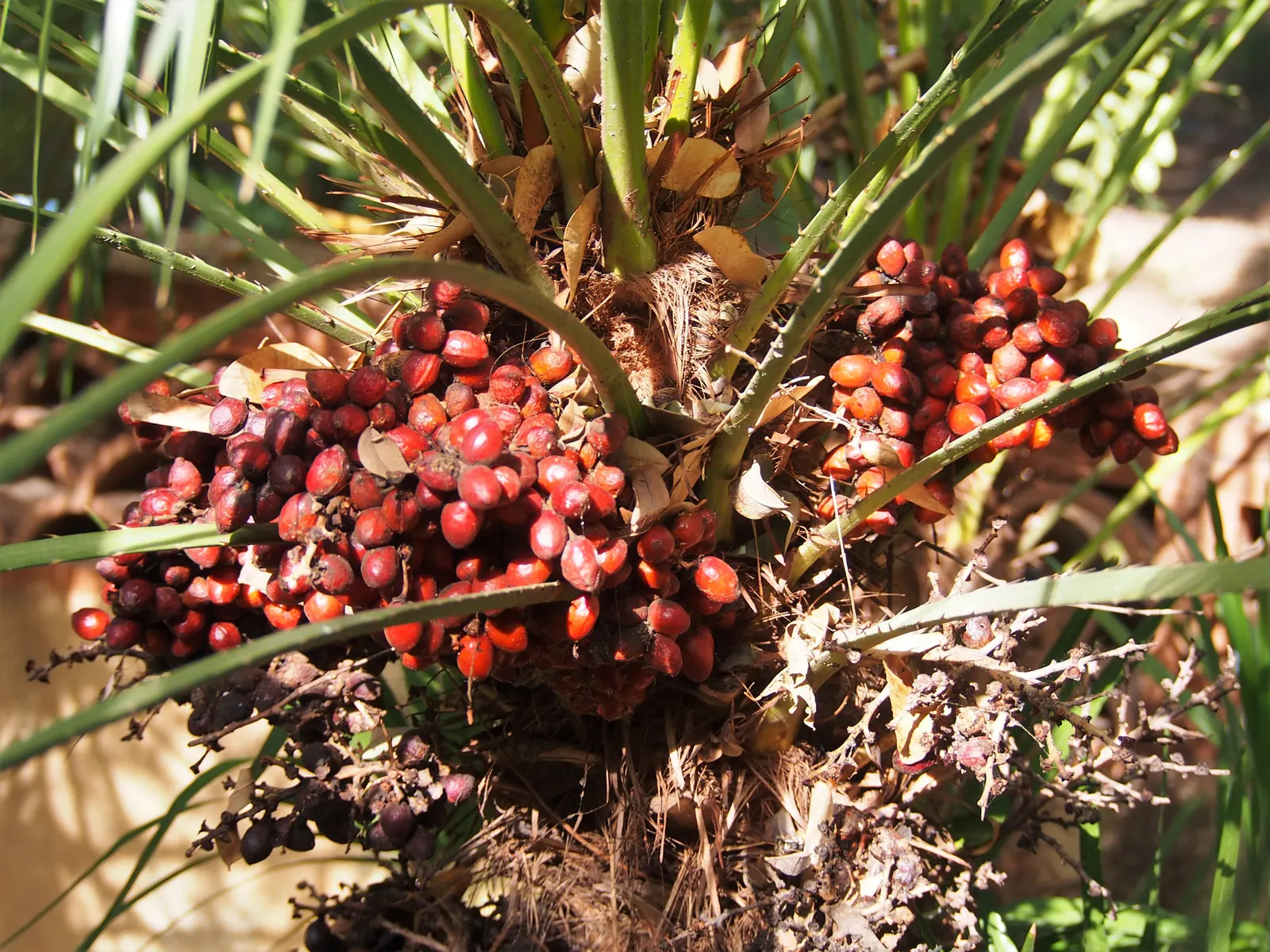 Mediterranean Fan Palm (Chamaerops Humilis) — It has a mature height of 10-20 feet and a spread of 6-15 feet; <br><br>The palm showcases multiple, image 110