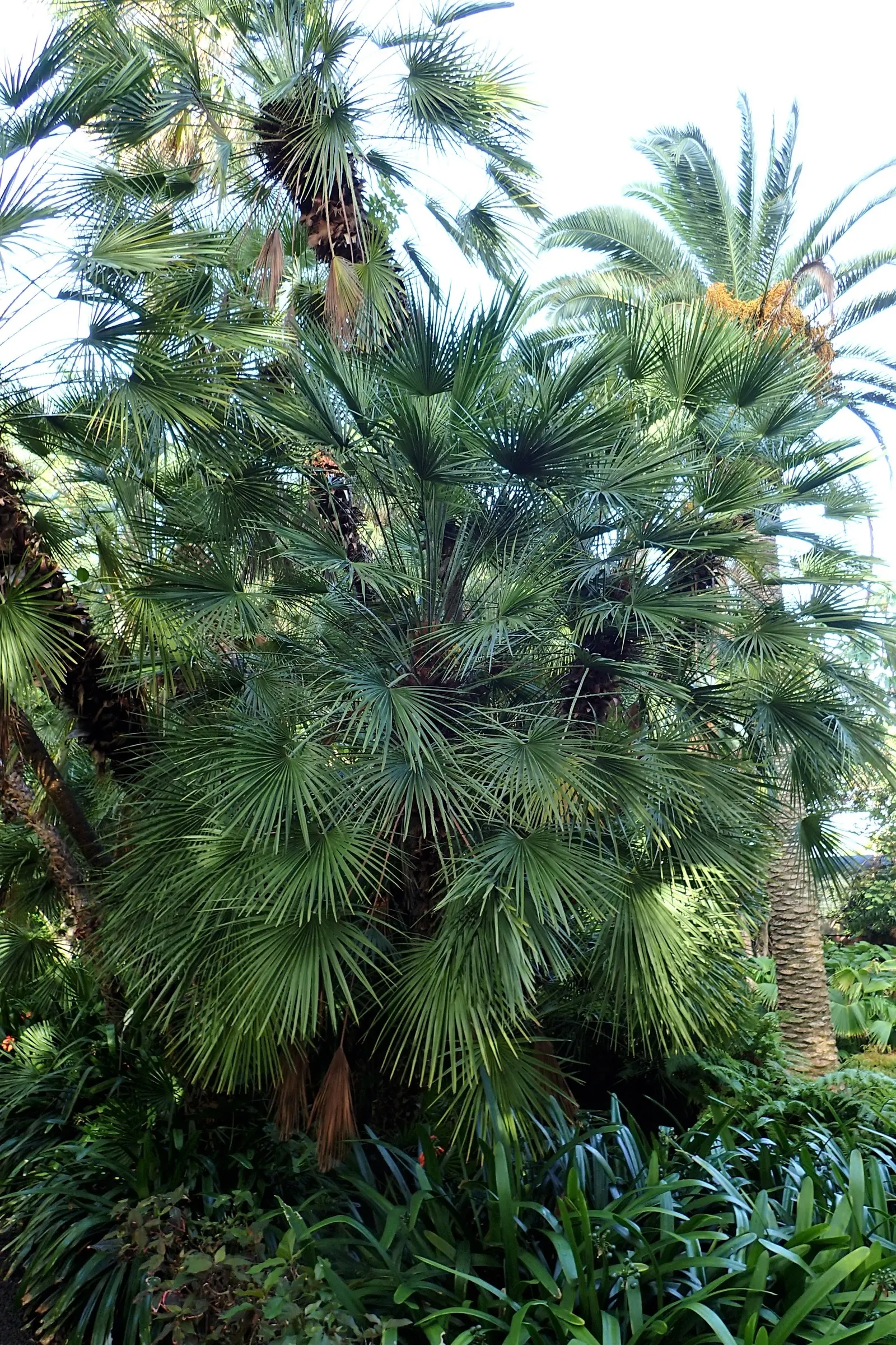 Mediterranean Fan Palm (Chamaerops Humilis) — It has a mature height of 10-20 feet and a spread of 6-15 feet; <br><br>The palm showcases multiple, image 92