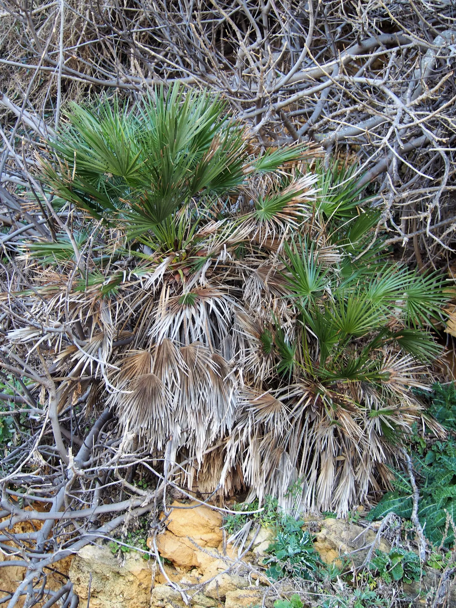 Mediterranean Fan Palm (Chamaerops Humilis) — <br><br>The palm showcases multiple trunks that clump together, giving it a lush, full appearance; it has a