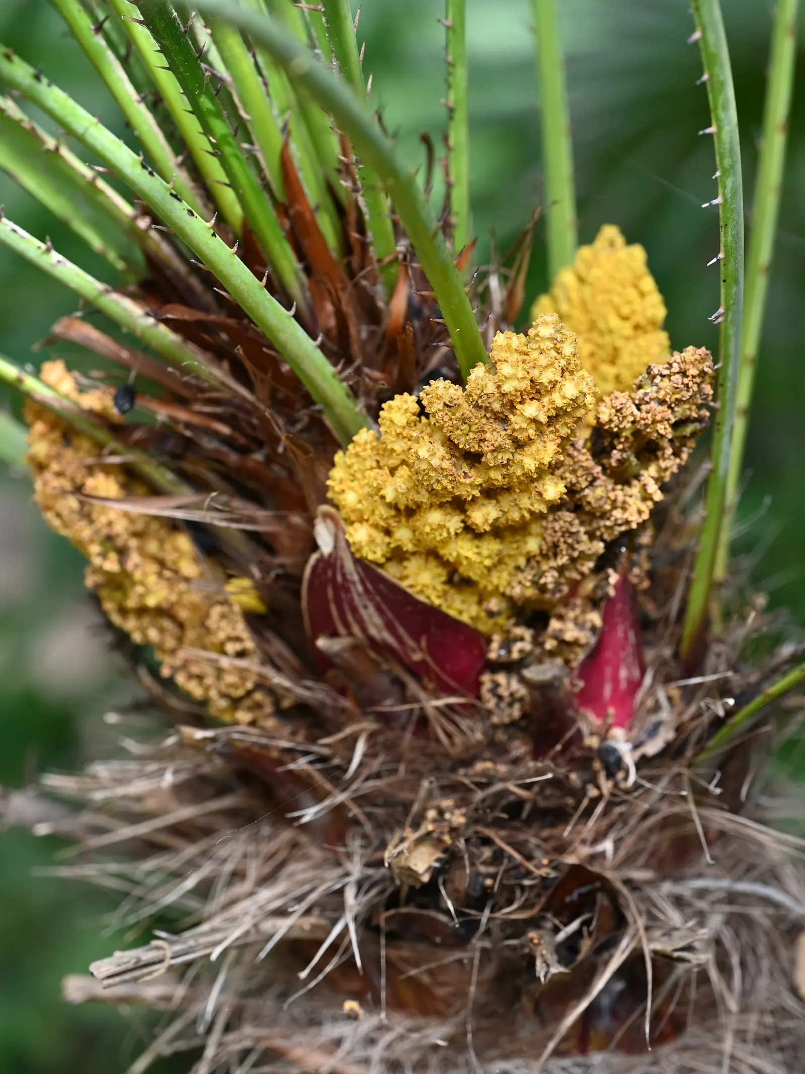 Mediterranean Fan Palm (Chamaerops Humilis) — scientifically known as Chamaerops humilis; its growth rate is relatively slow, image 43
