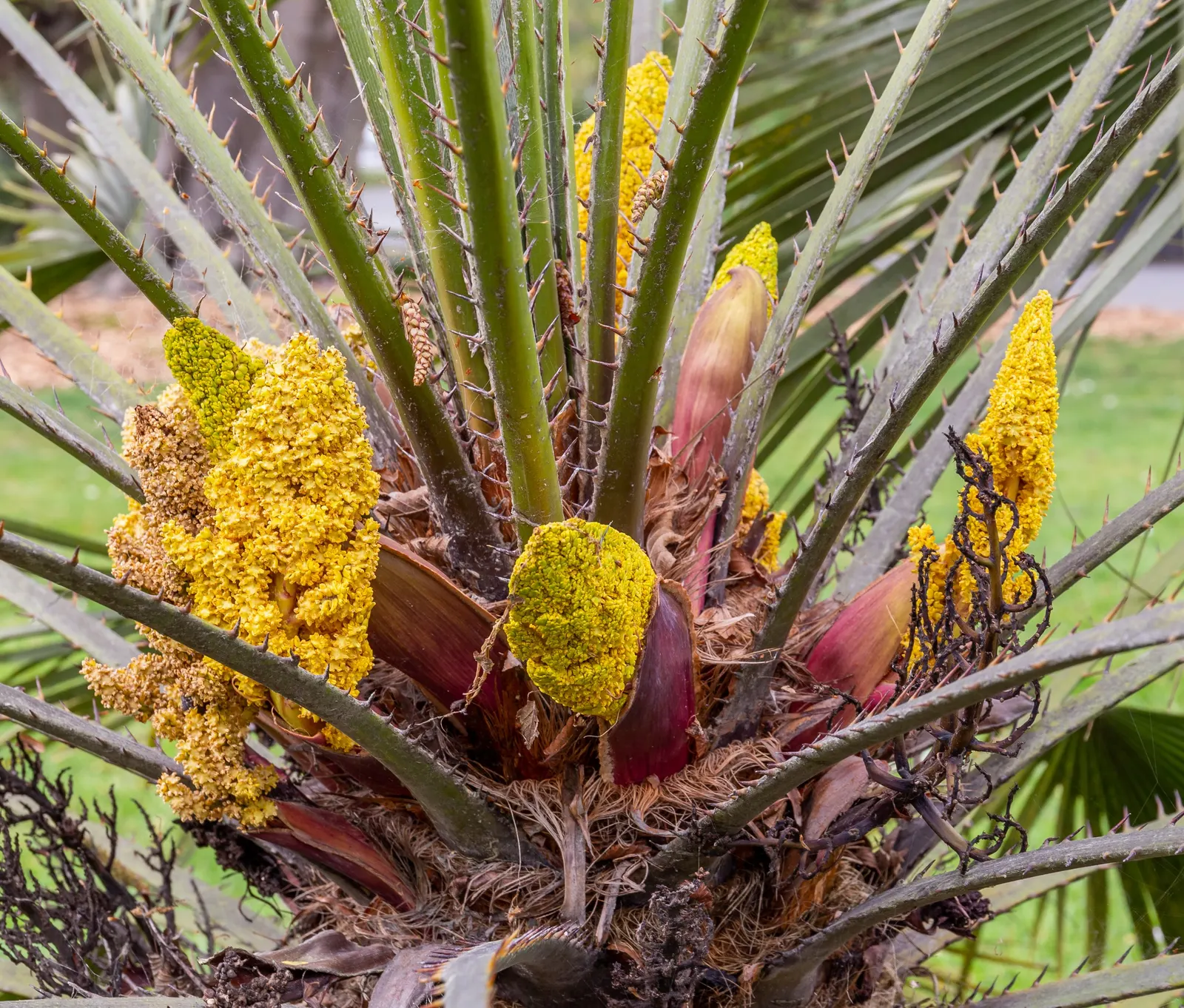 Mediterranean Fan Palm (Chamaerops Humilis) — <br><br>The palm showcases multiple trunks that clump together, giving it a lush, full appearance; it, image 119