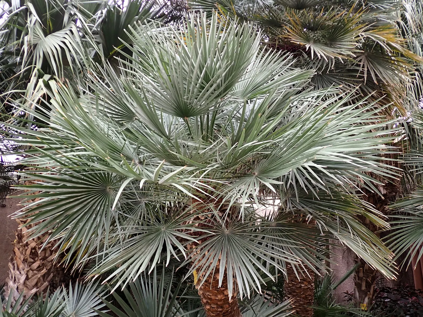 Mediterranean Fan Palm (Chamaerops Humilis) — The Mediterranean Fan Palm (Chamaerops humilis) is a hardy, compact palm native to the Mediterranean, image 109