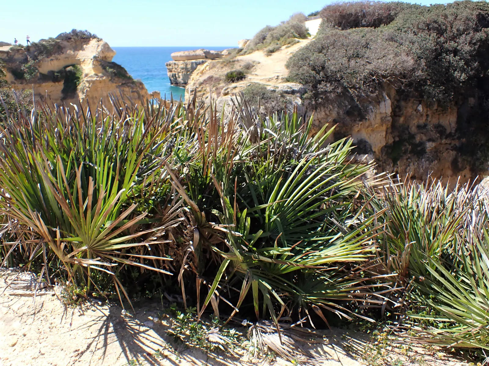 Mediterranean Fan Palm (Chamaerops Humilis) — ranging from bluish-green to silvery-gray; especially for those striving to emulate the elegant ambiance of a
