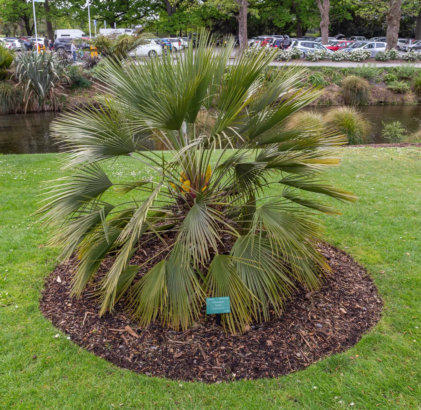 Mediterranean Fan Palm (Chamaerops Humilis) — span nearly 2 feet wide and lend a tropical texture to the landscape; chamaerops humilis brings, image 121