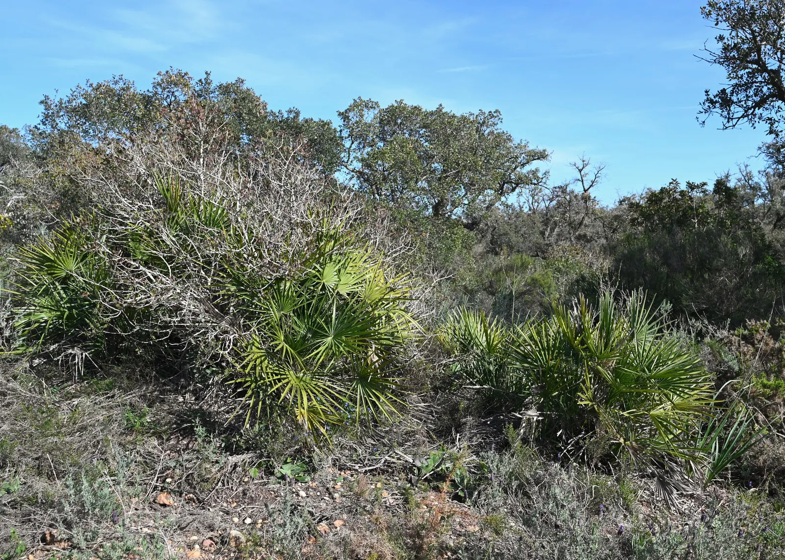 Mediterranean Fan Palm (Chamaerops Humilis) — It has a mature height of 10-20 feet and a spread of 6-15 feet; <br><br>The palm showcases multiple, image 38