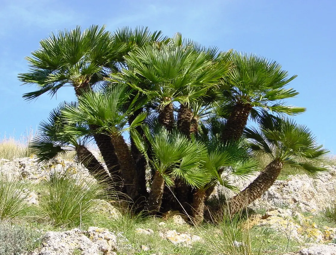 Mediterranean Fan Palm (Chamaerops Humilis) — is a remarkable and hardy addition to any landscape design; making it an ideal specimen for those, image 44