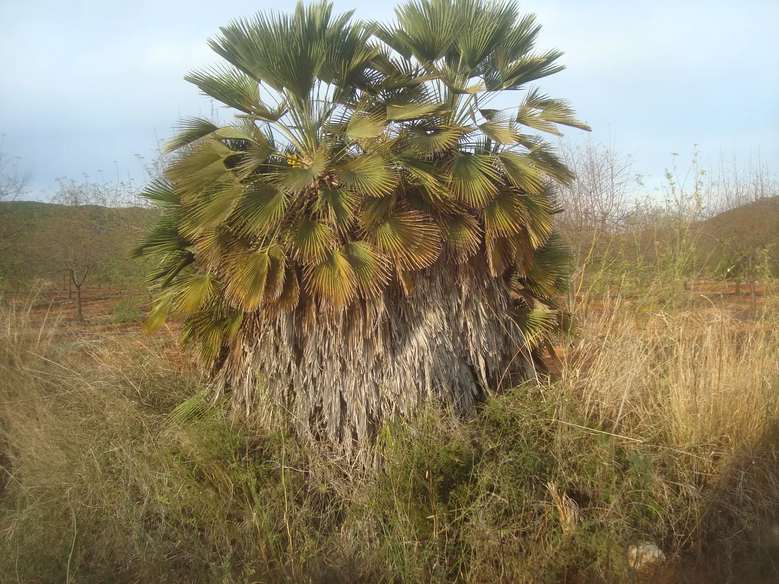 Mediterranean Fan Palm (Chamaerops Humilis) — making it an ideal specimen for those seeking a touch of Mediterranean charm in their outdoor living space; is a
